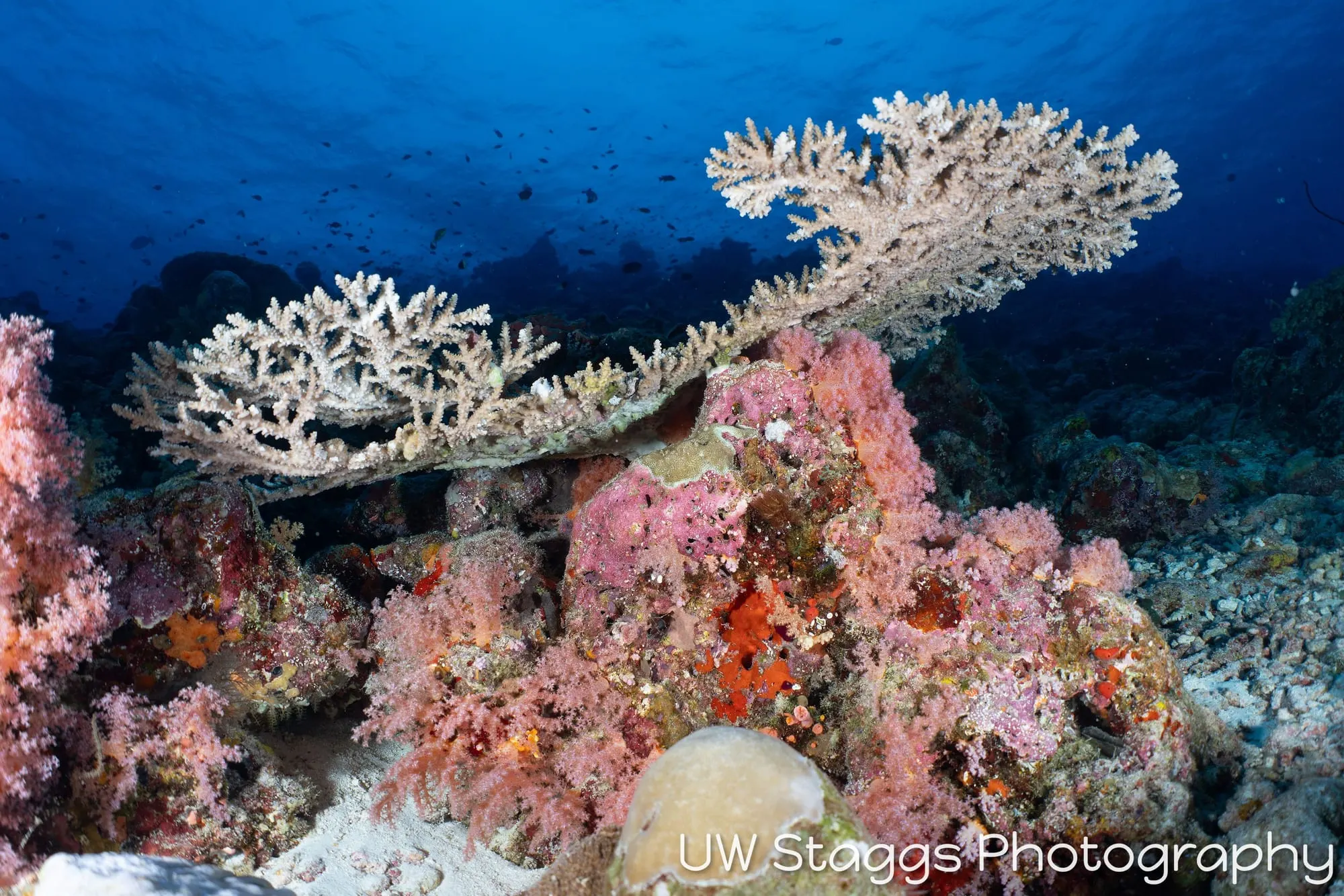 Coral Atoll — Central Atolls, Maldives