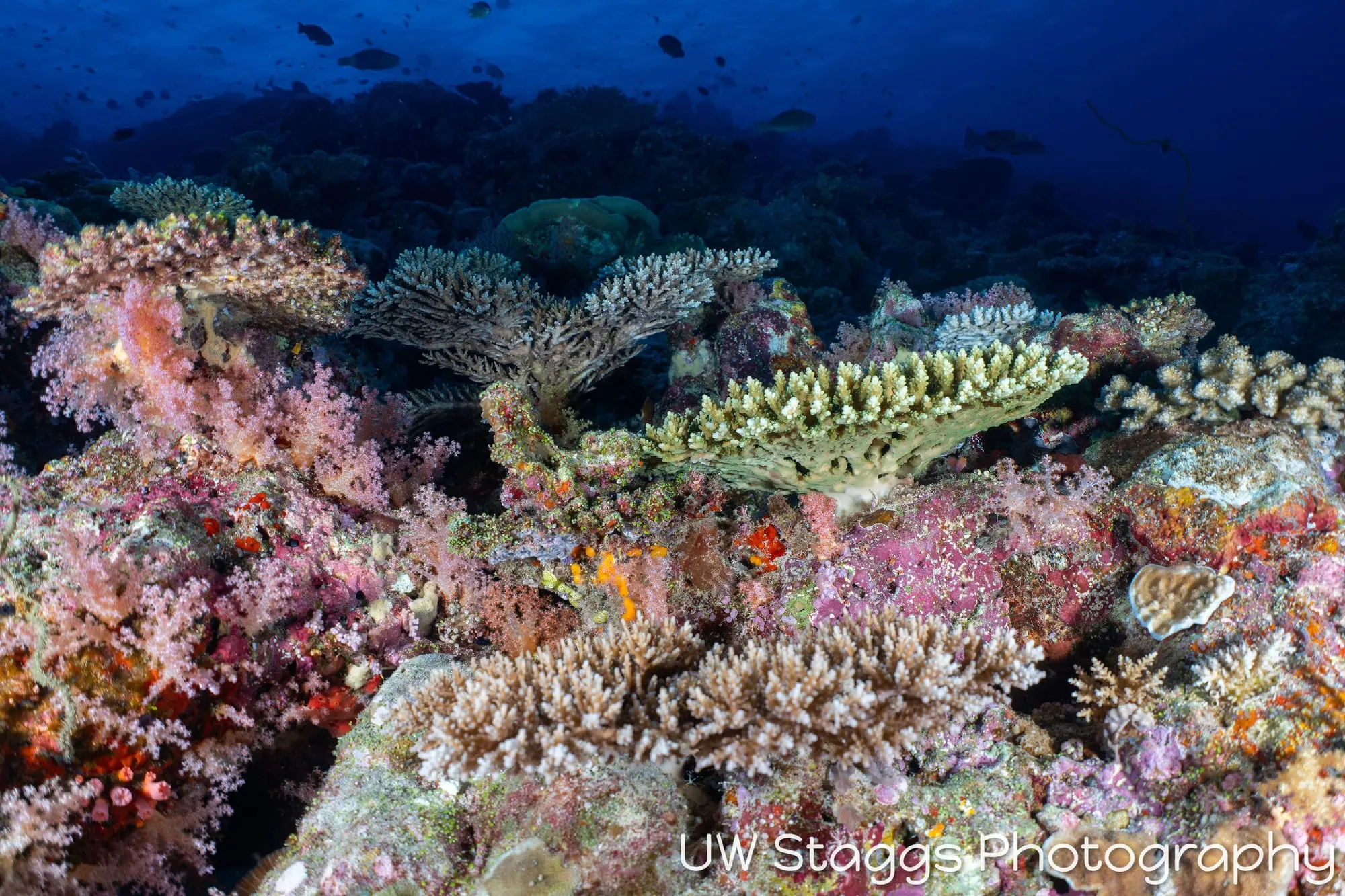 Coral Atoll — Central Atolls, Maldives
