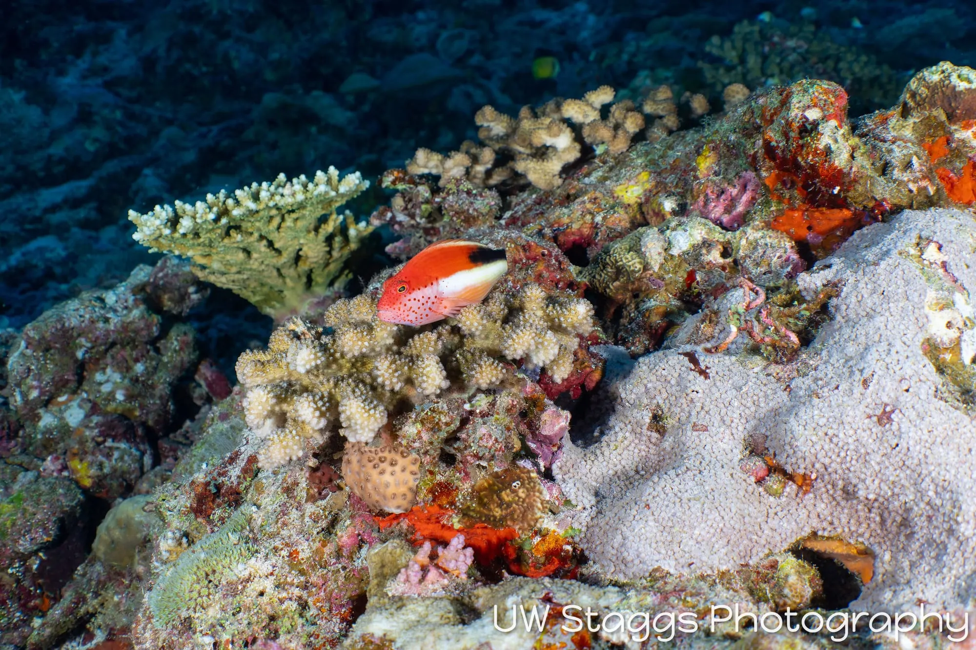 Coral Atoll — Central Atolls, Maldives