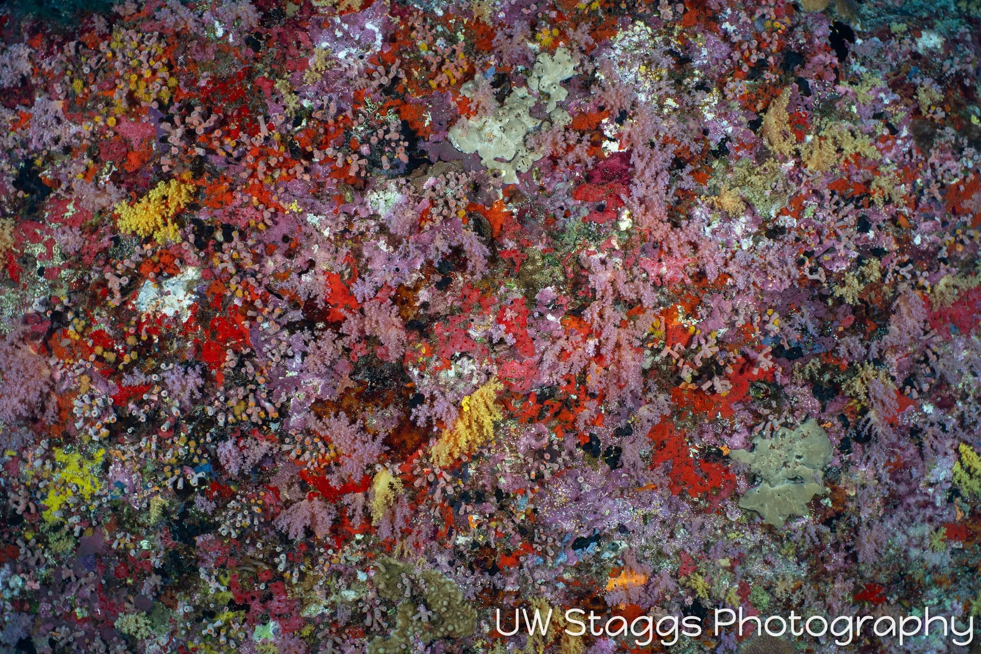 Coral Atoll — Central Atolls, Maldives