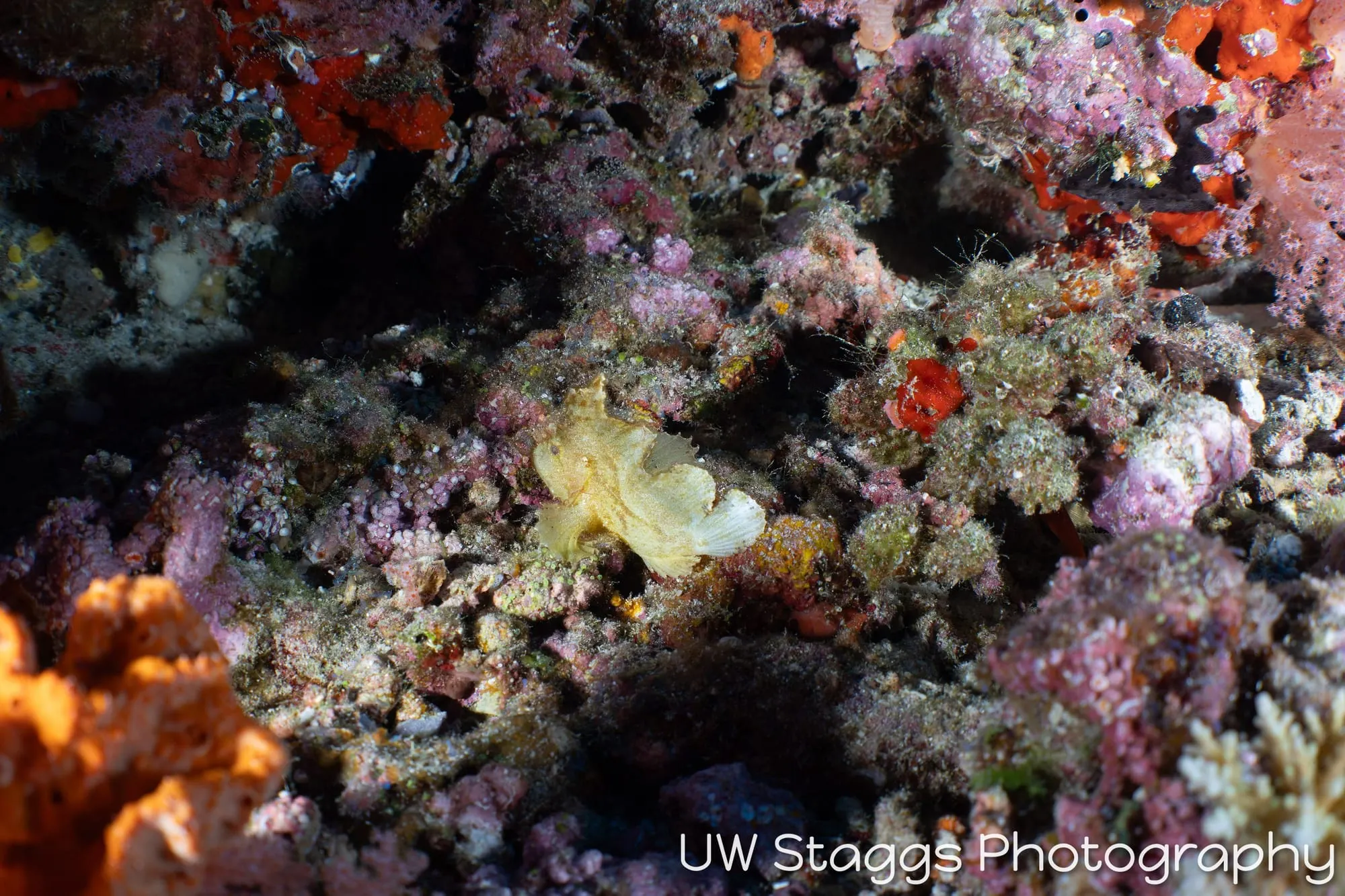 Tunicate — Central Atolls, Maldives
