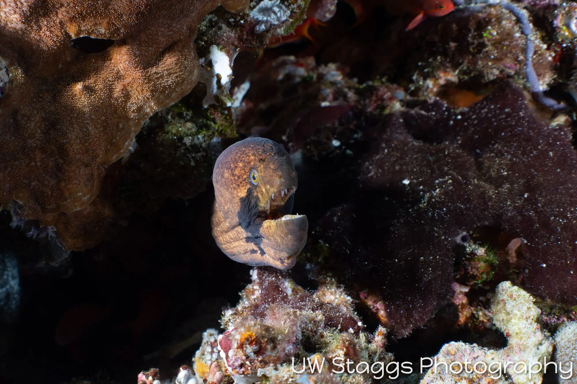 Tunicate — Central Atolls, Maldives