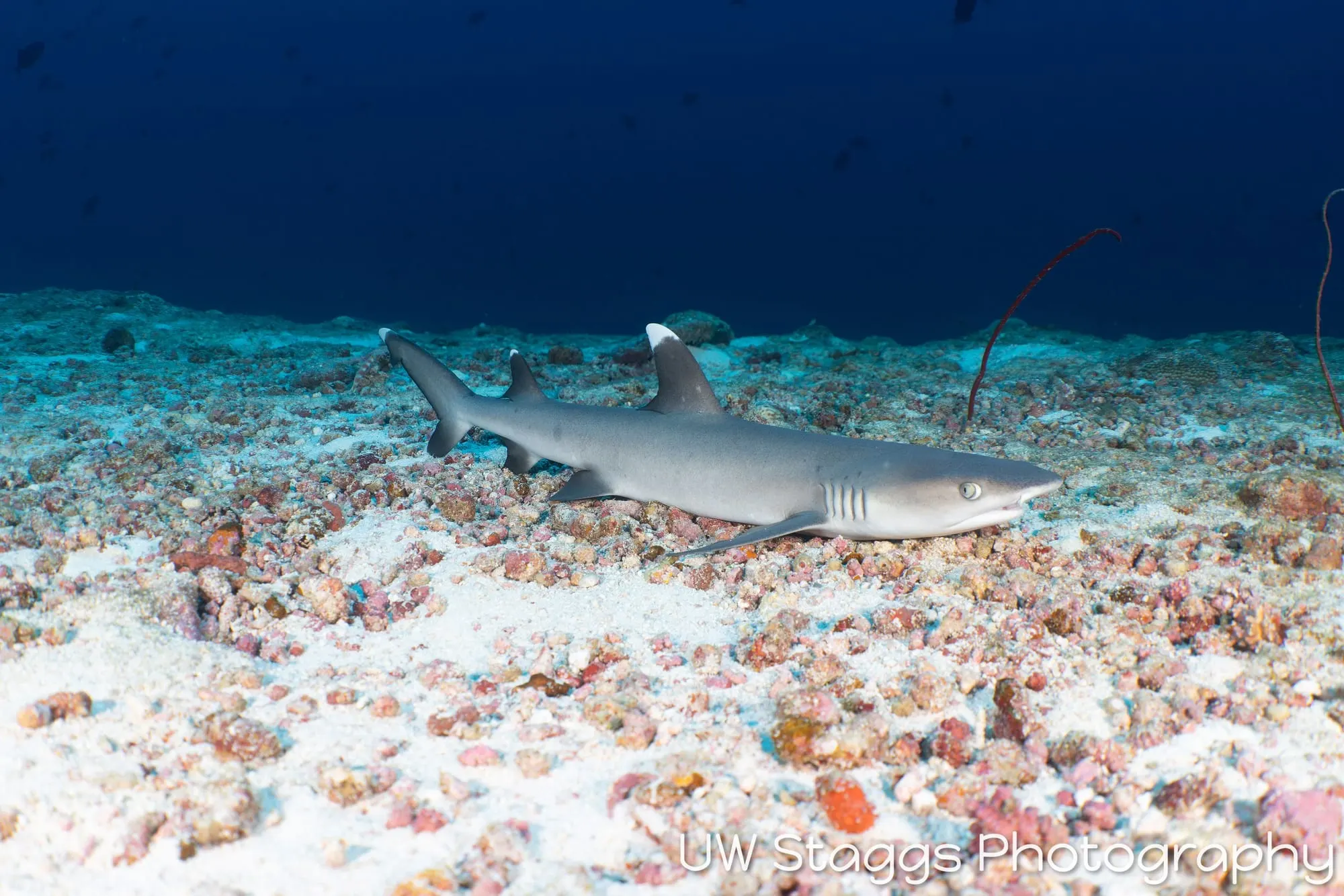Dogfish Shark — Central Atolls, Maldives