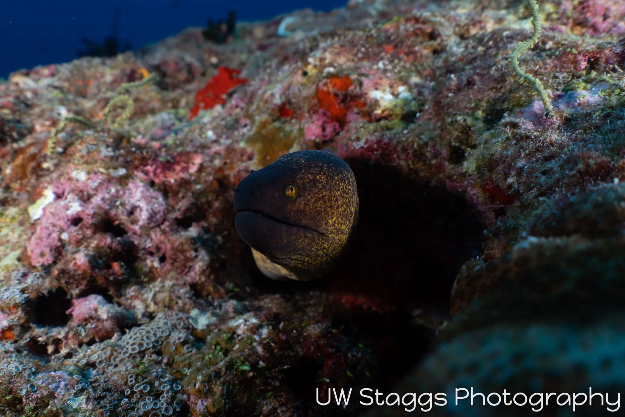 Octopus — Central Atolls, Maldives