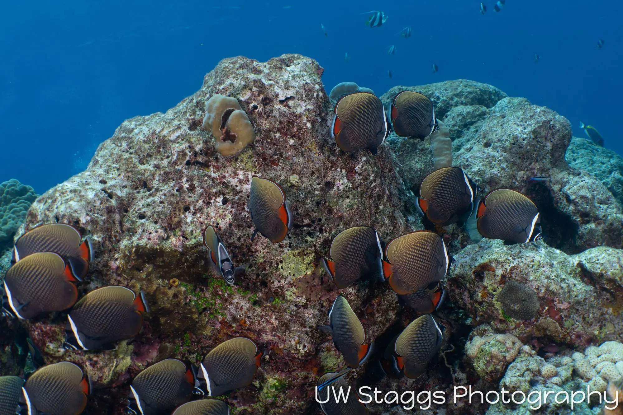 Coral Atoll — Central Atolls, Maldives
