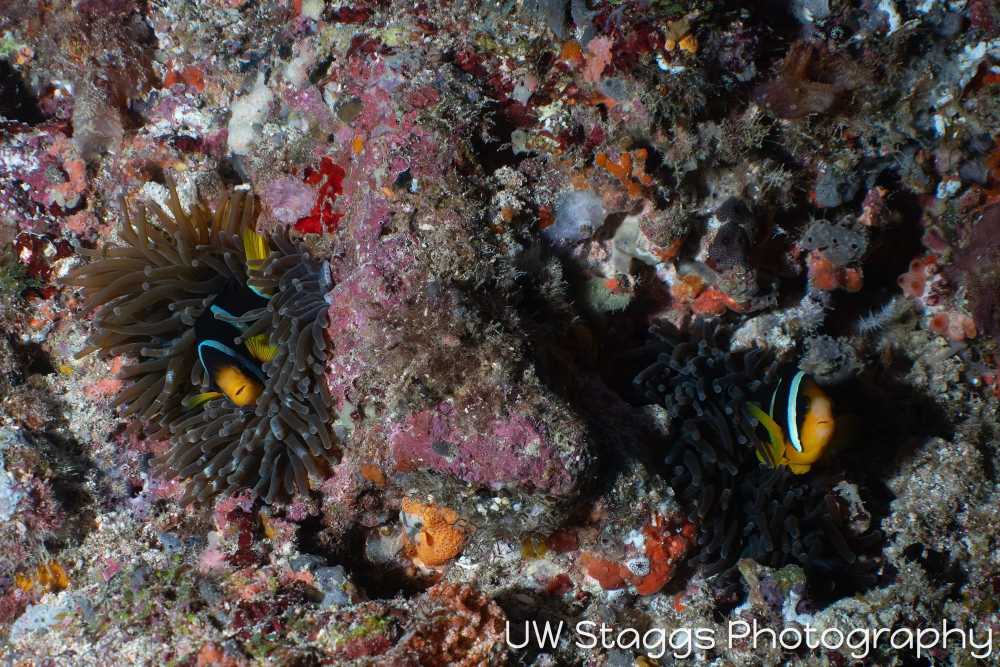 Reef Scene — Central Atolls, Maldives