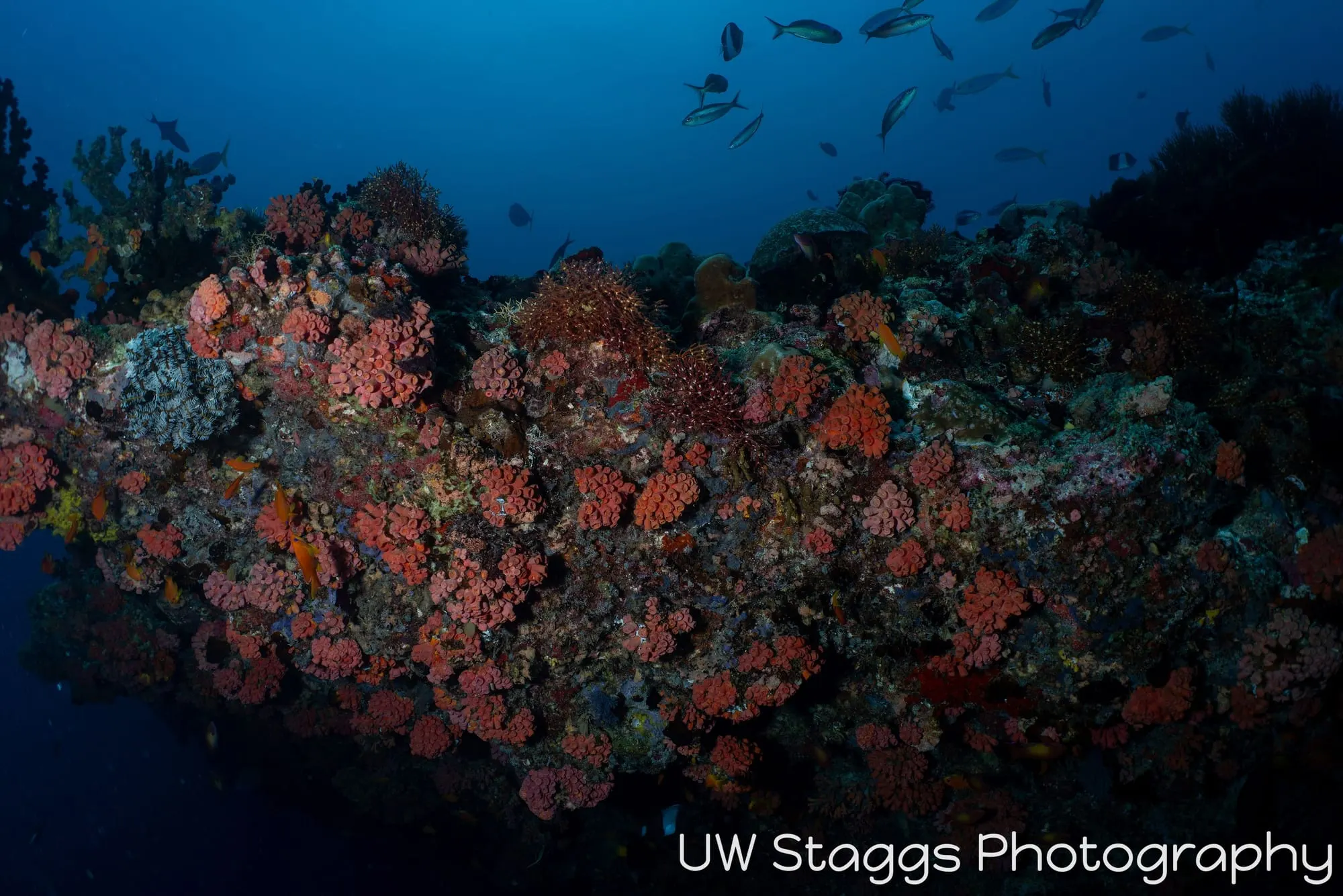 Coral Atoll — Central Atolls, Maldives