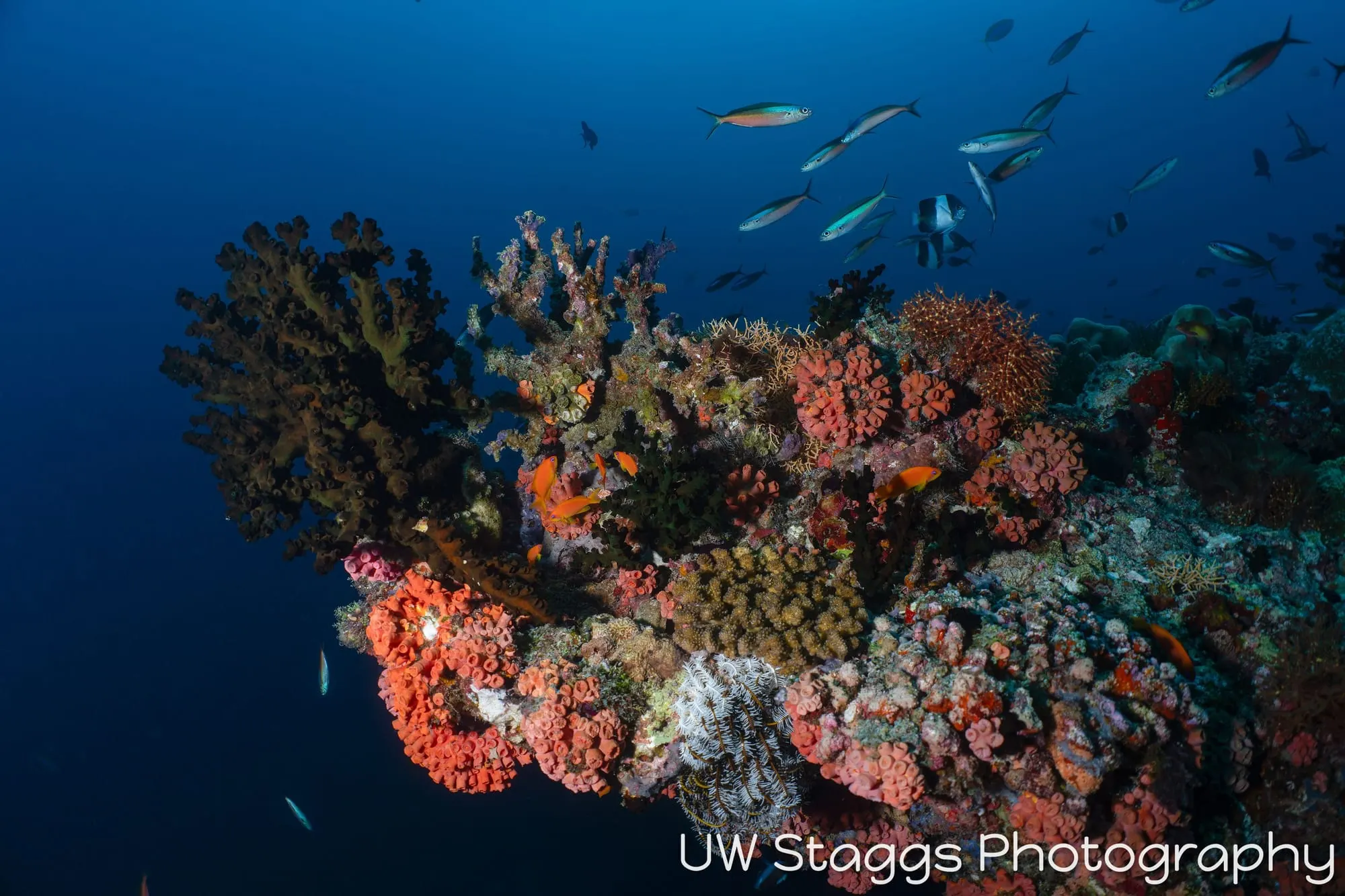 Coral Atoll — Central Atolls, Maldives