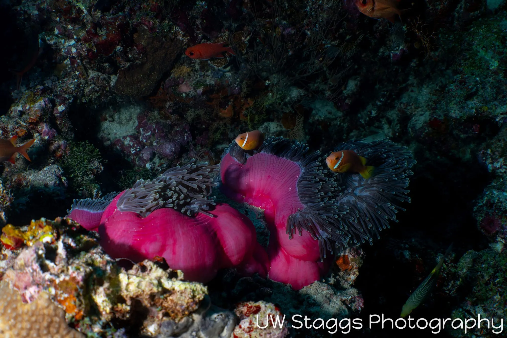 Coral Atoll — Central Atolls, Maldives