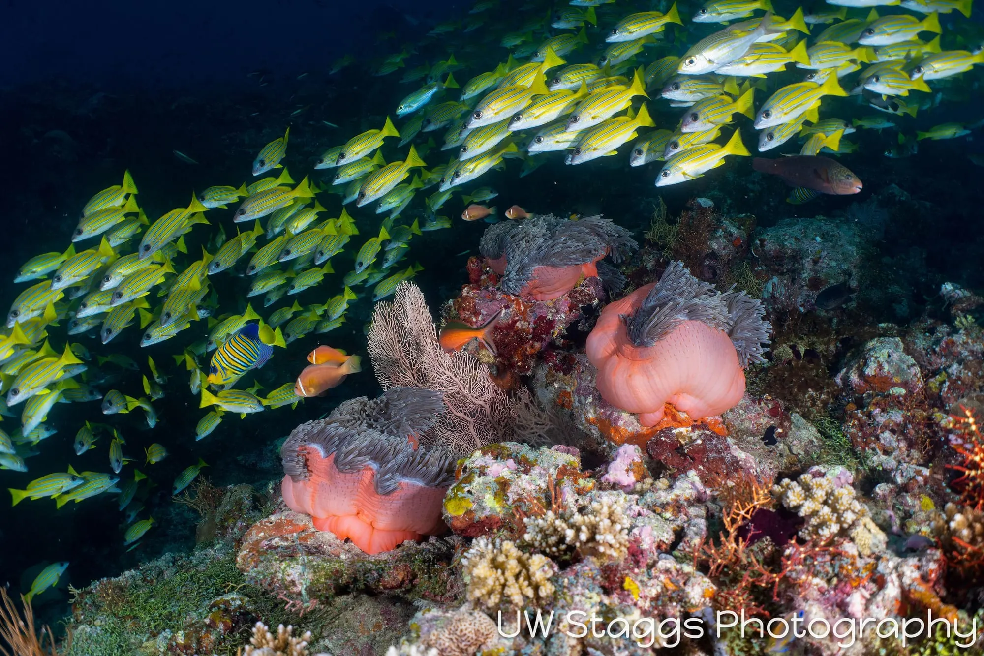 Coral Atoll — Central Atolls, Maldives