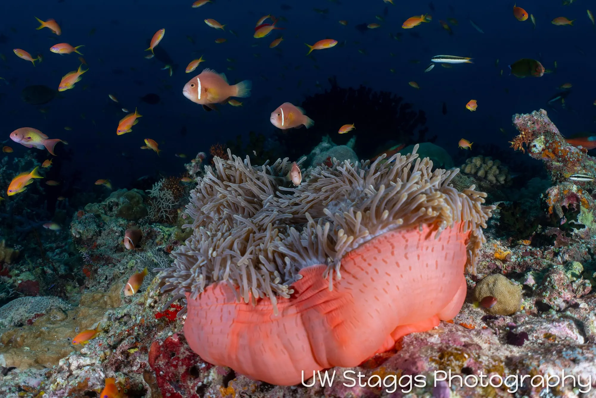 Coral Atoll — Central Atolls, Maldives