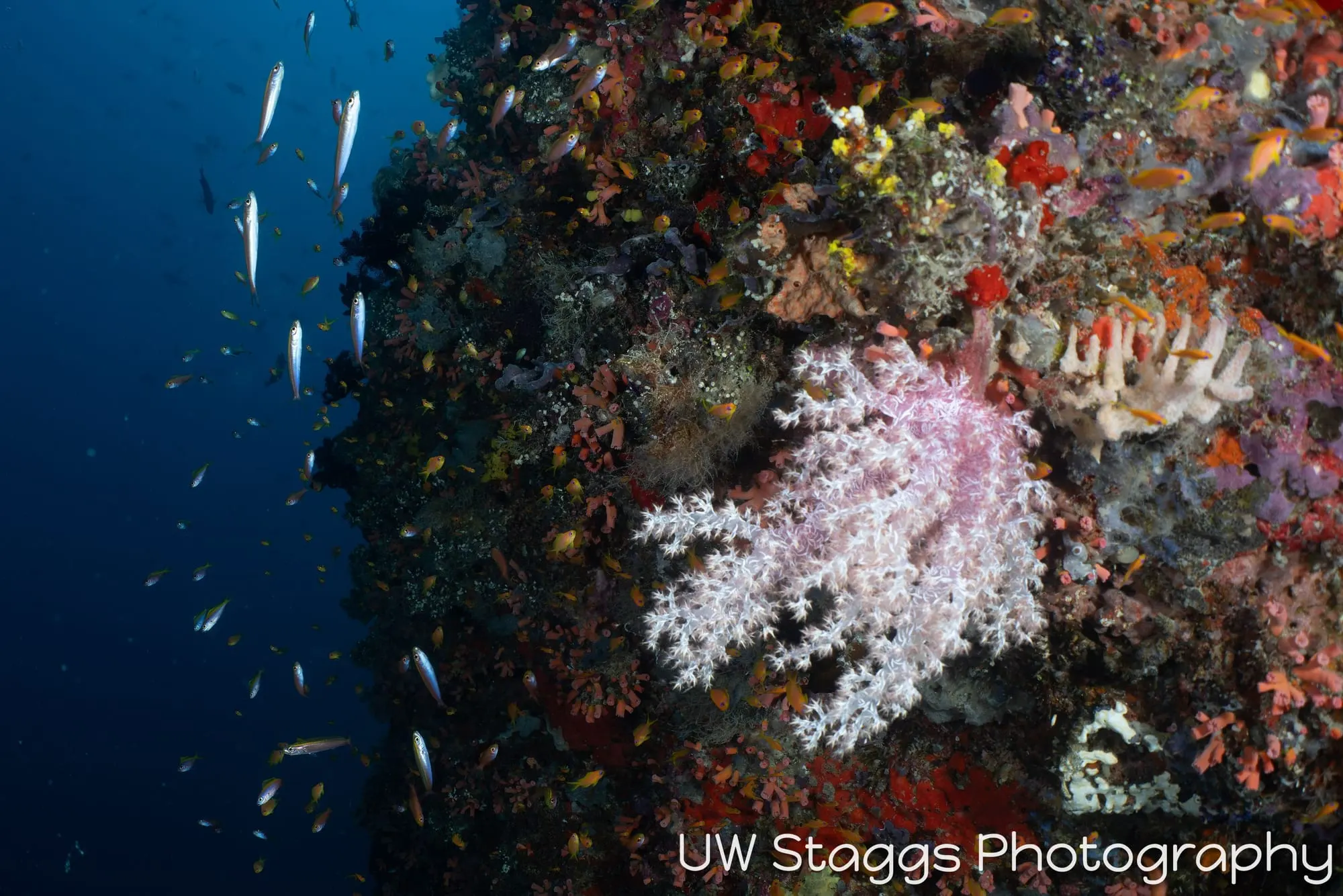 Coral Atoll — Central Atolls, Maldives