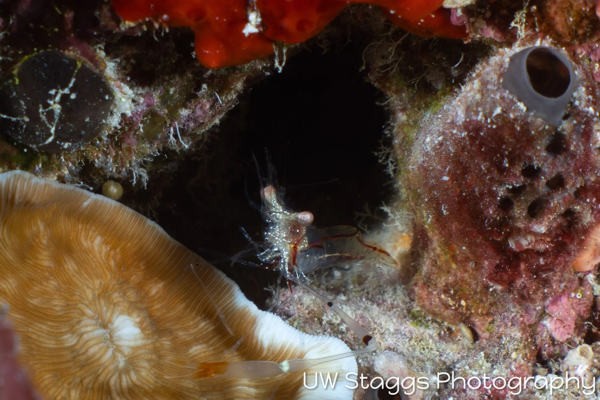 Shrimp — Central Atolls, Maldives