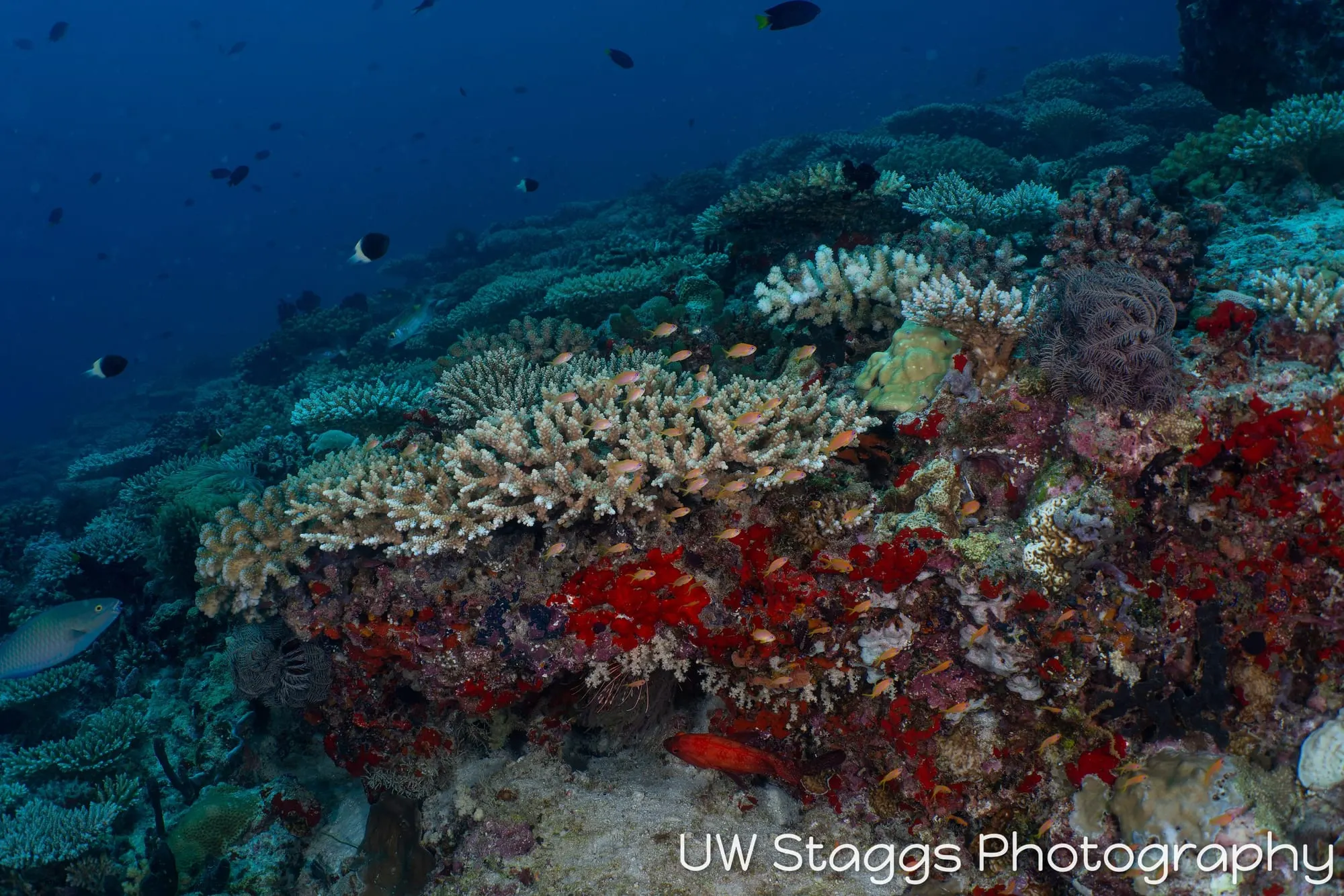 Coral Atoll — Central Atolls, Maldives