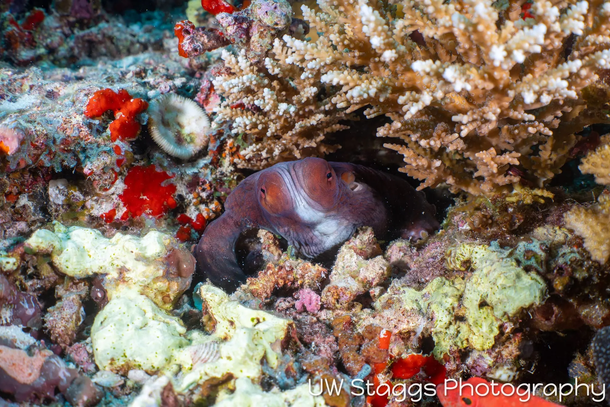 Octopus — Central Atolls, Maldives