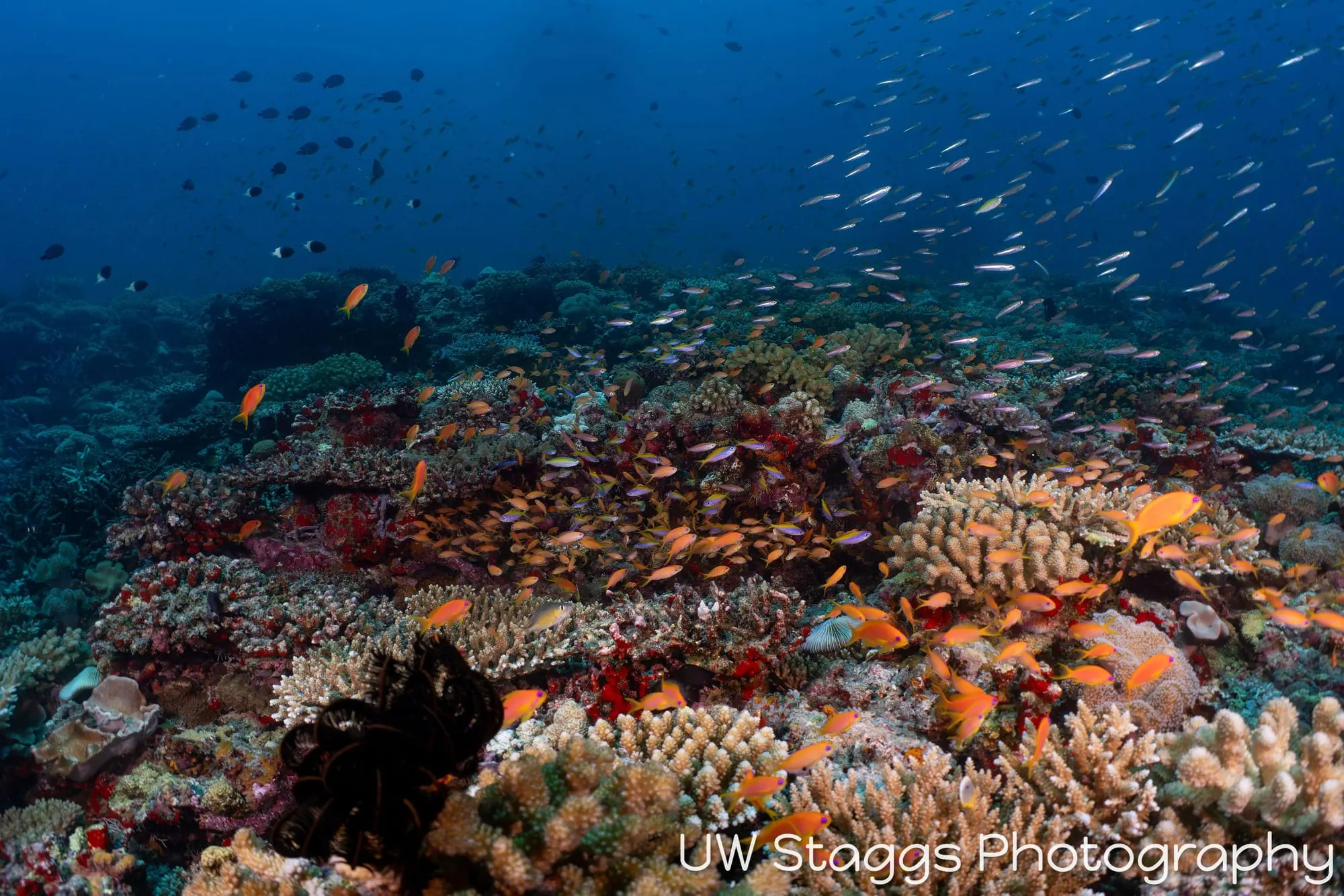 Coral Atoll — Central Atolls, Maldives