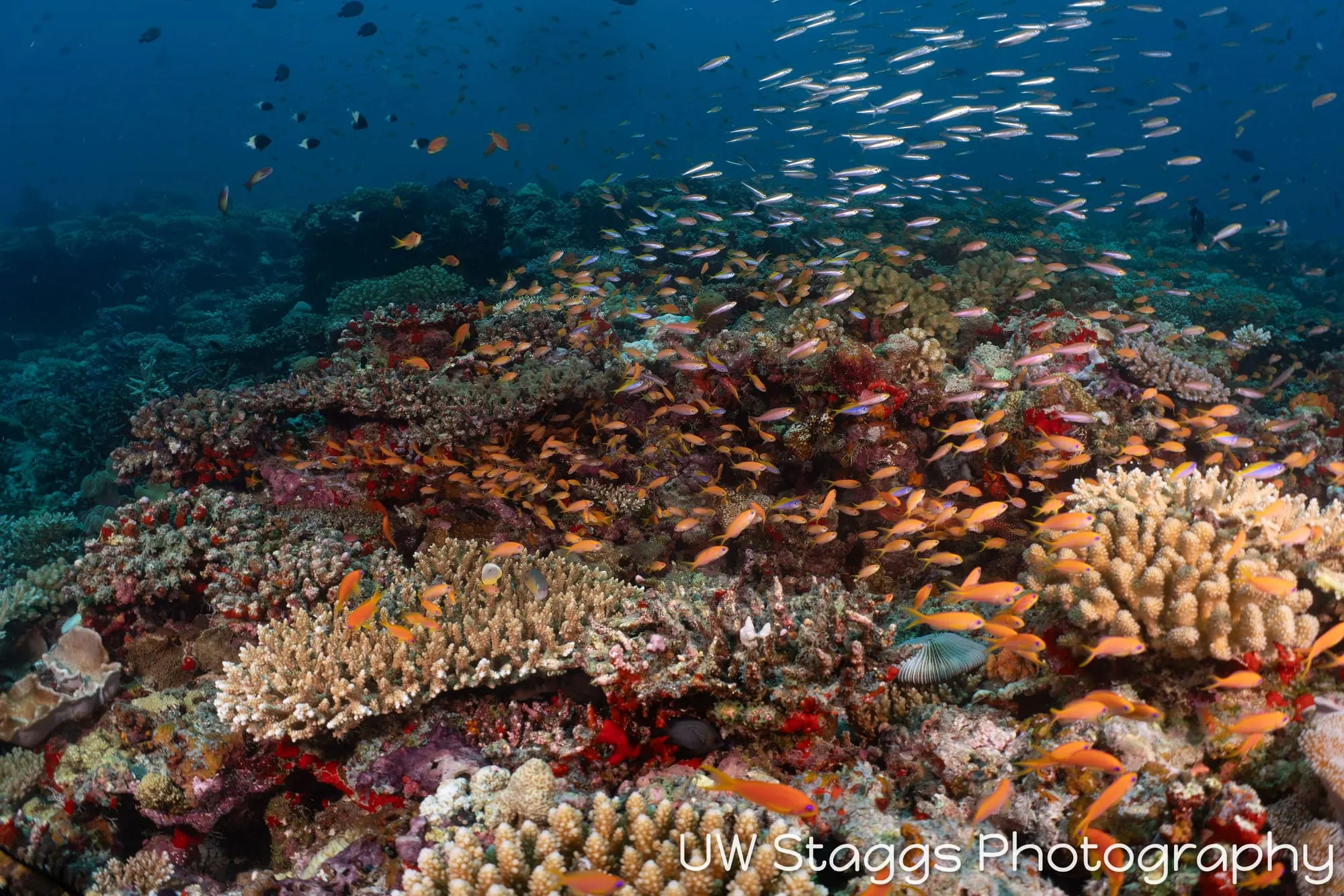 Coral Atoll — Central Atolls, Maldives