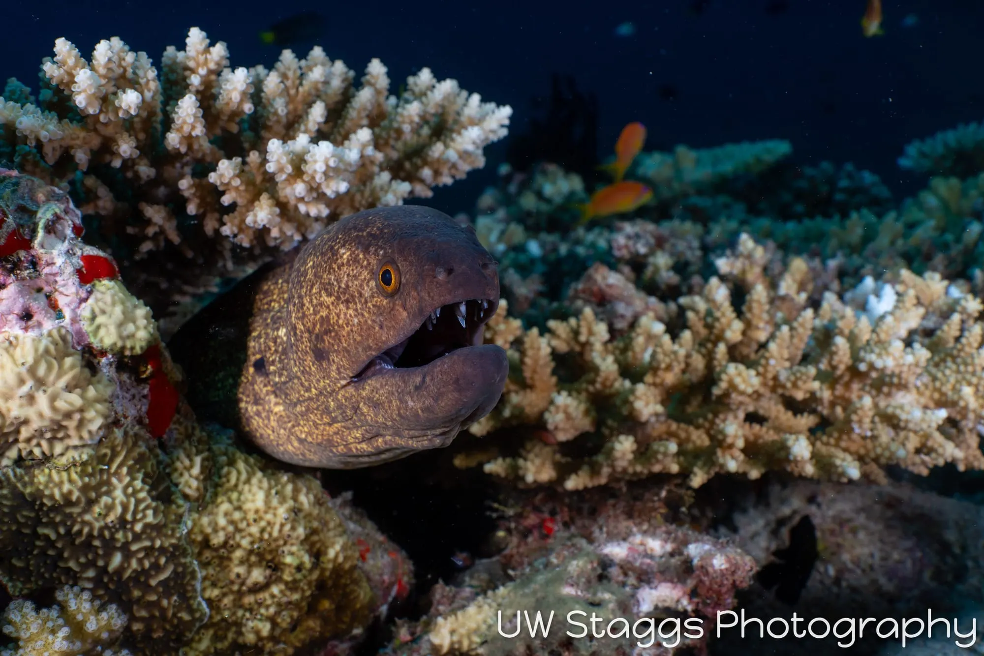 Coral Atoll — Central Atolls, Maldives