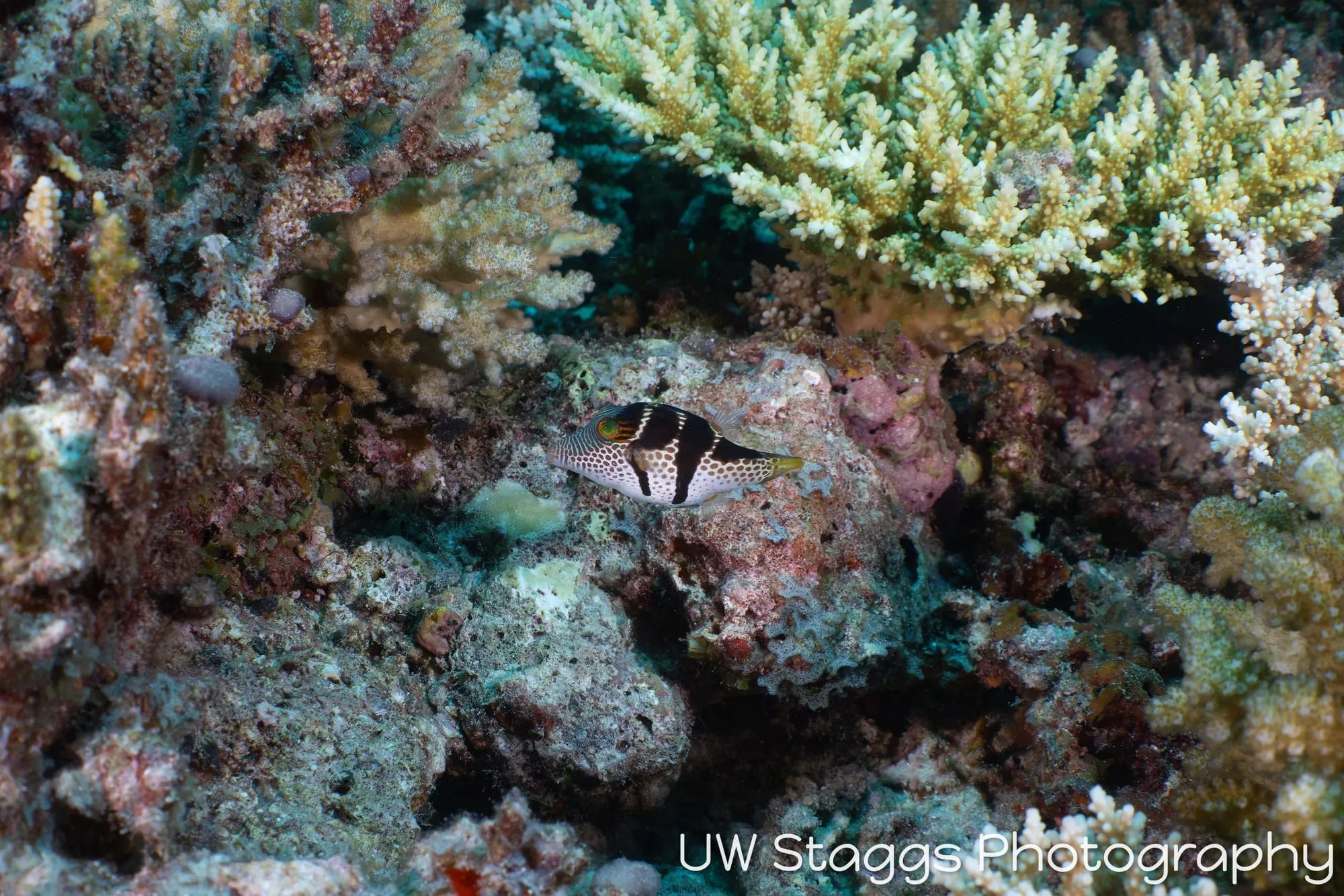 Coral Atoll — Central Atolls, Maldives