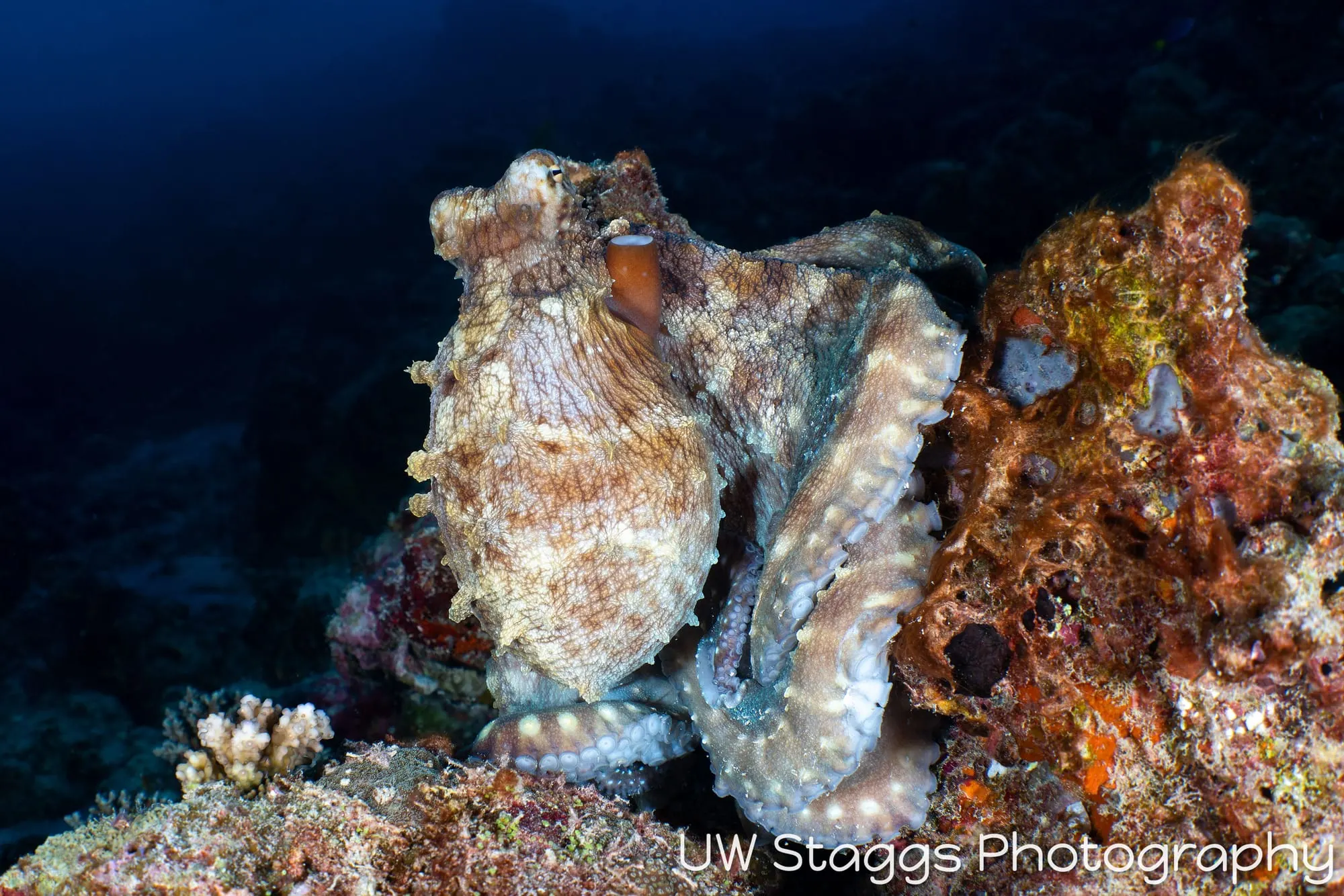 Octopus — Central Atolls, Maldives