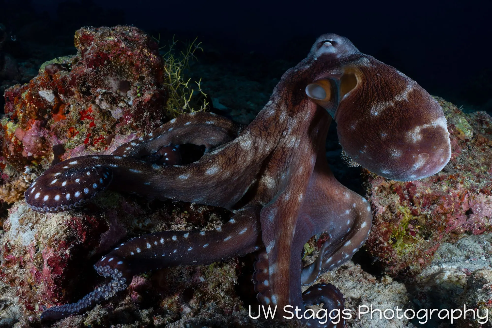 Octopus — Central Atolls, Maldives