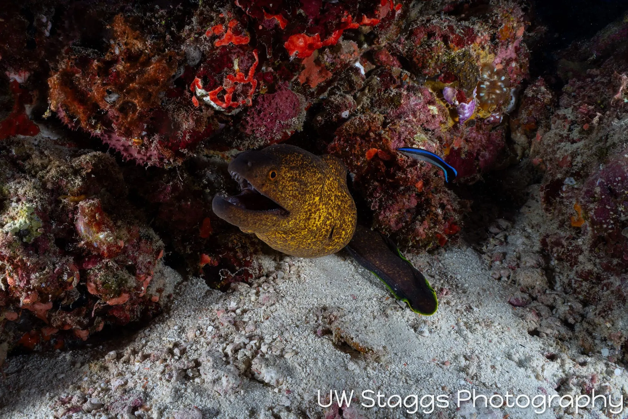 Reef Scene — Central Atolls, Maldives