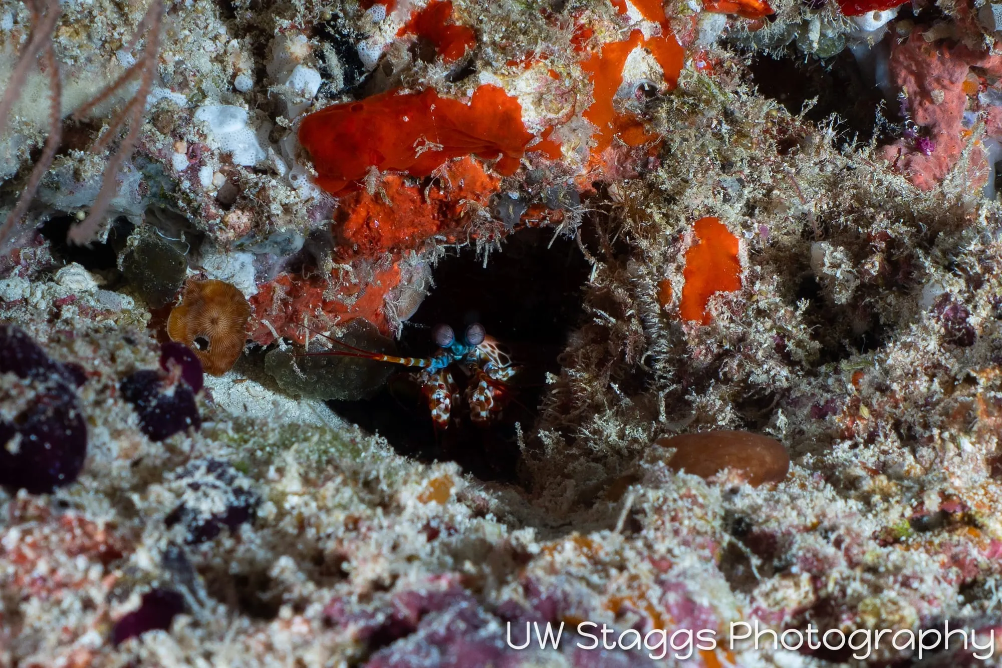 Shrimp — Central Atolls, Maldives