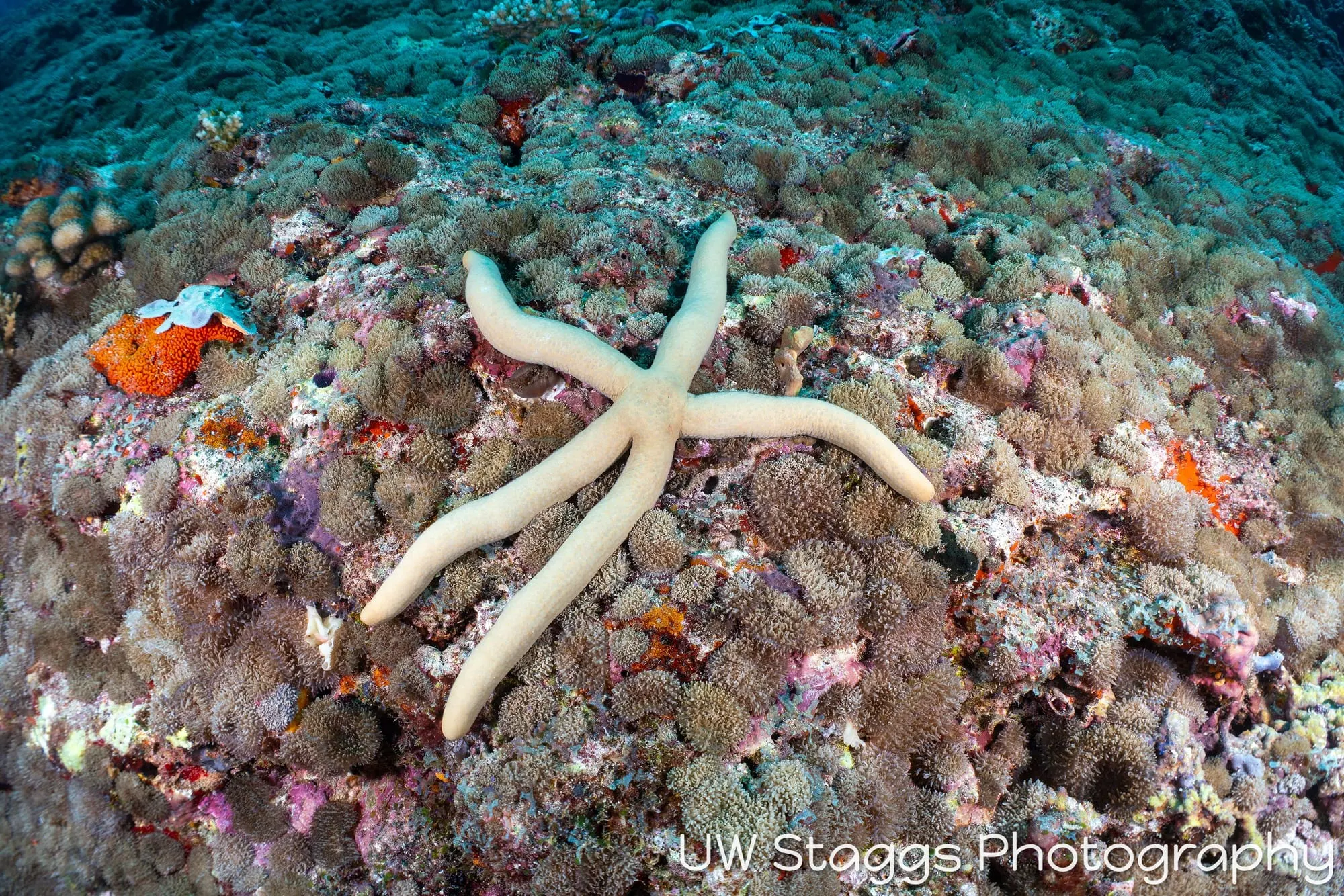 Coral Atoll — Central Atolls, Maldives