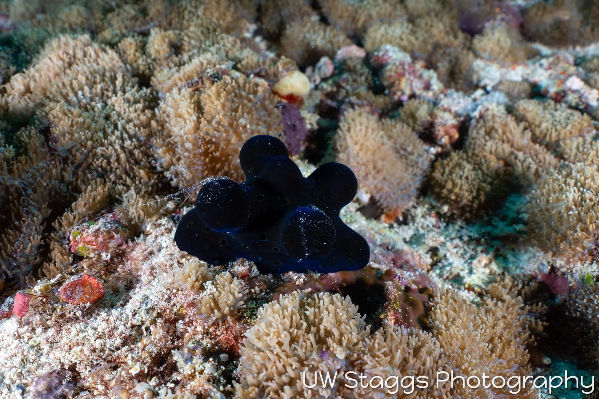 Tunicate — Central Atolls, Maldives