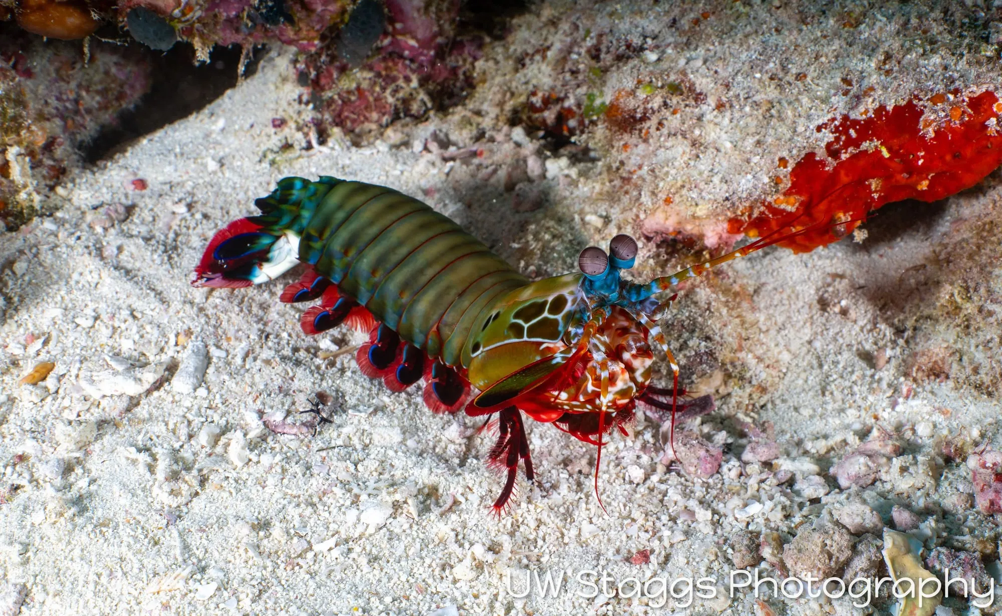 Shrimp — Central Atolls, Maldives
