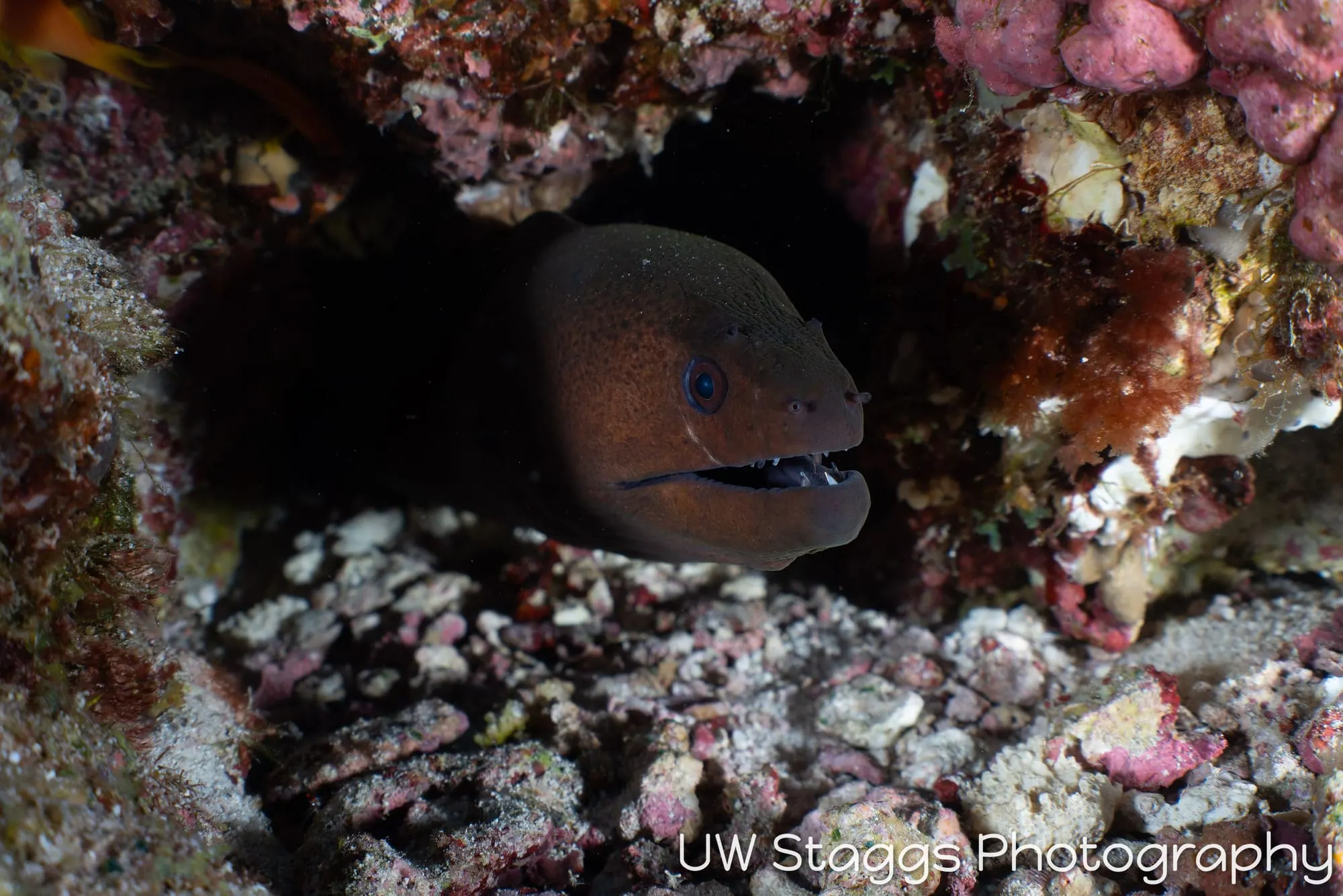 Reef Scene — Central Atolls, Maldives