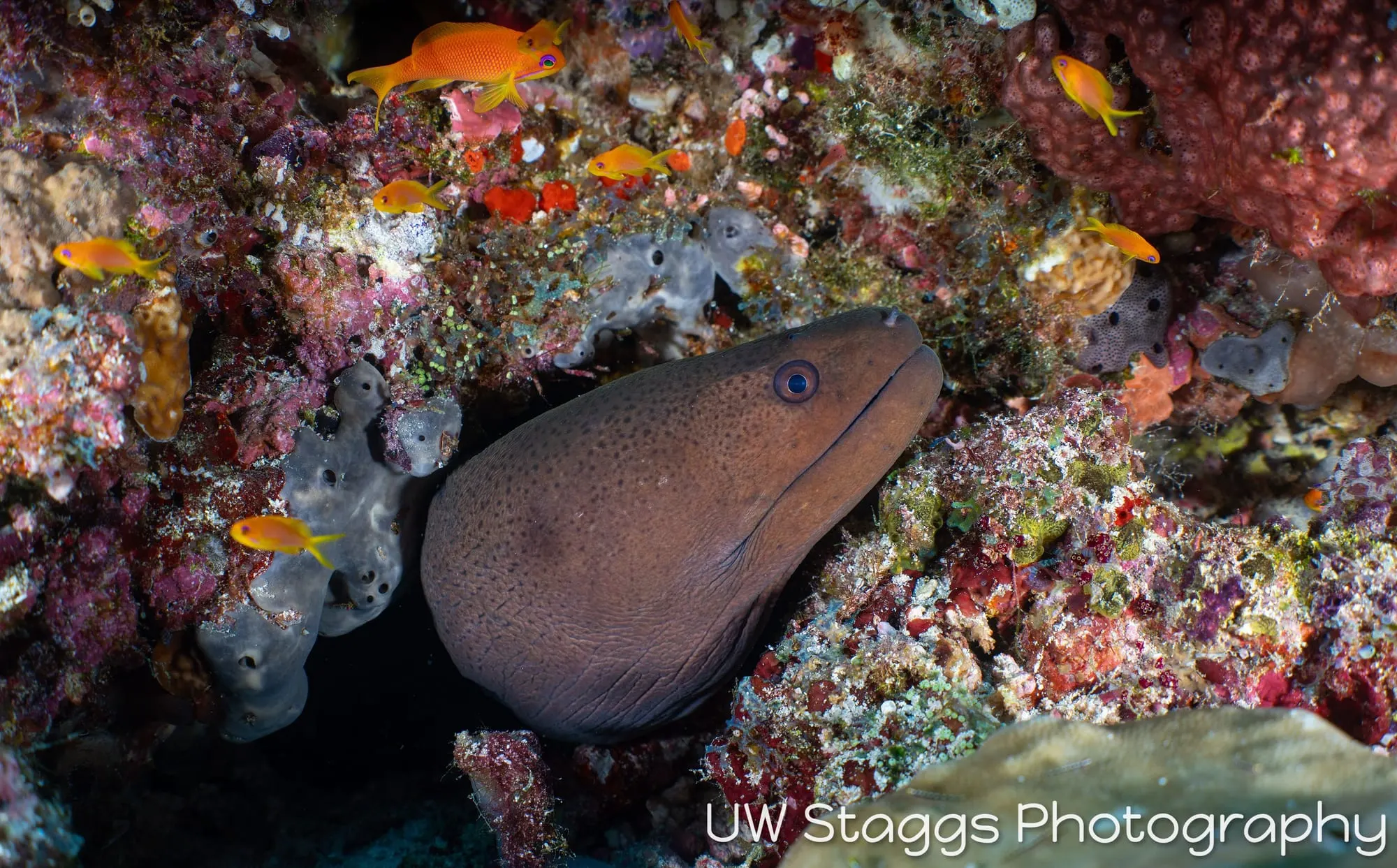 Reef Scene — Central Atolls, Maldives