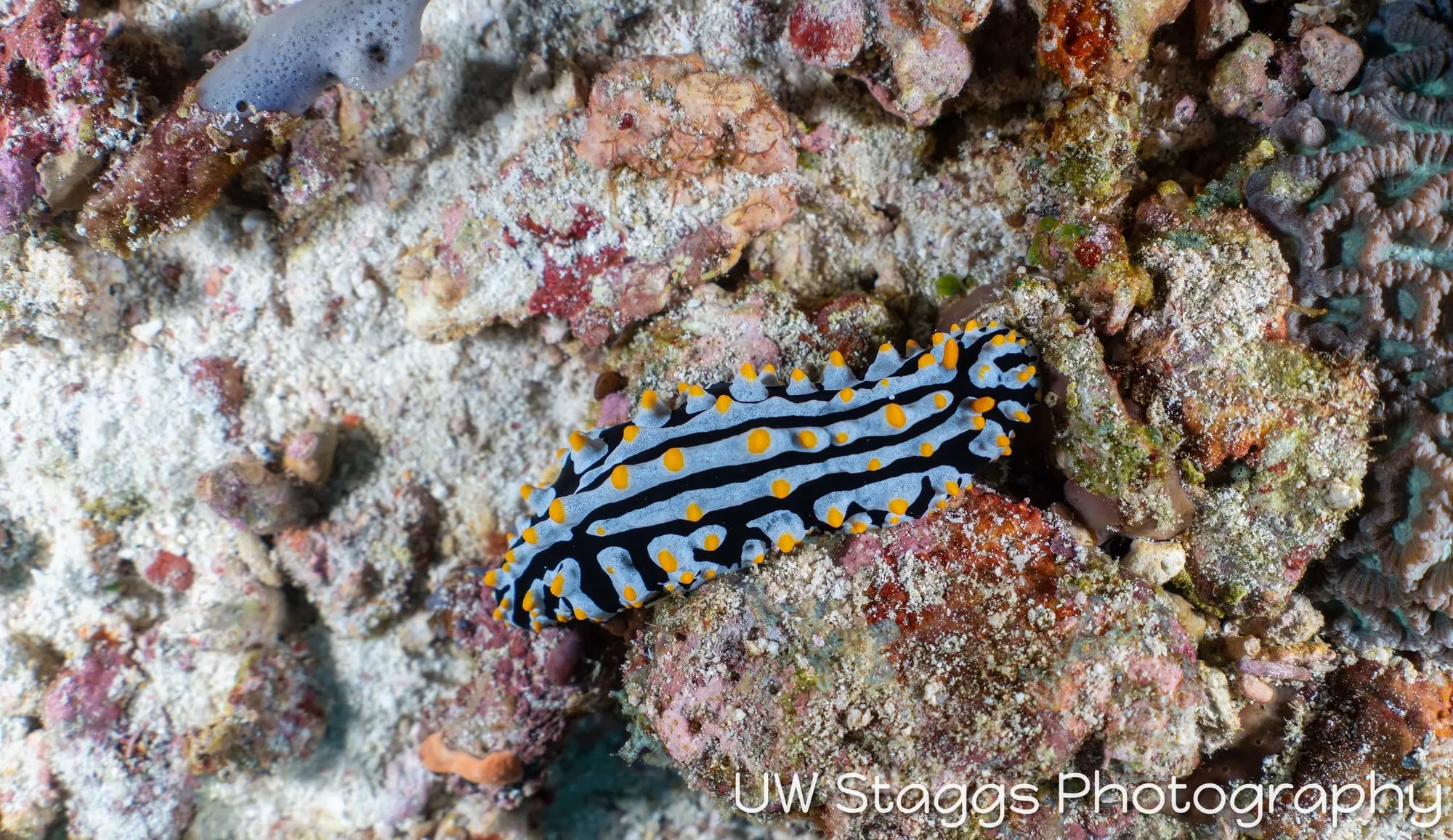 Tunicate — Central Atolls, Maldives