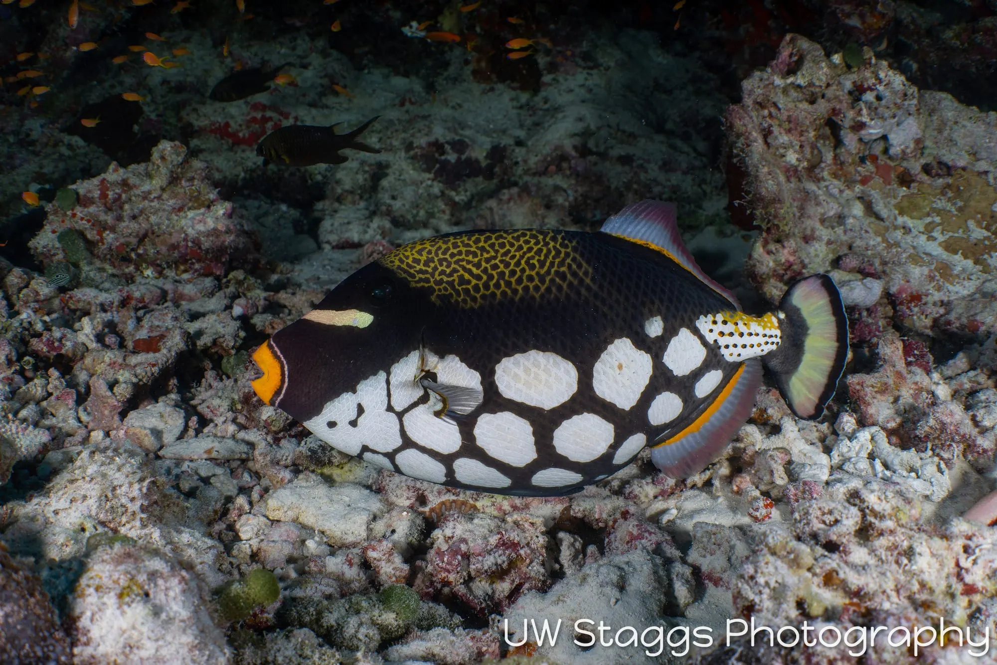 Reef Scene — Central Atolls, Maldives