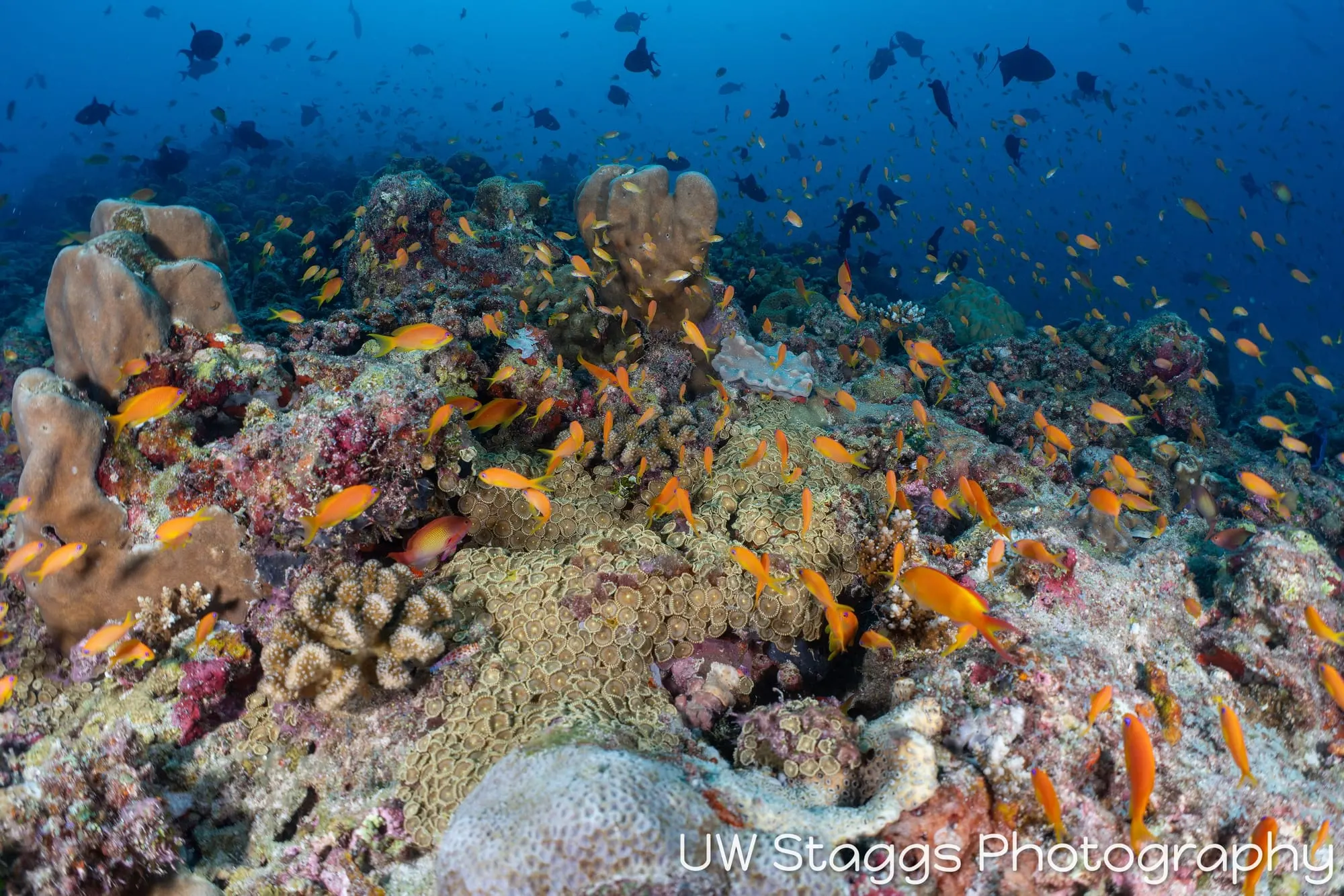 Coral Atoll — Central Atolls, Maldives