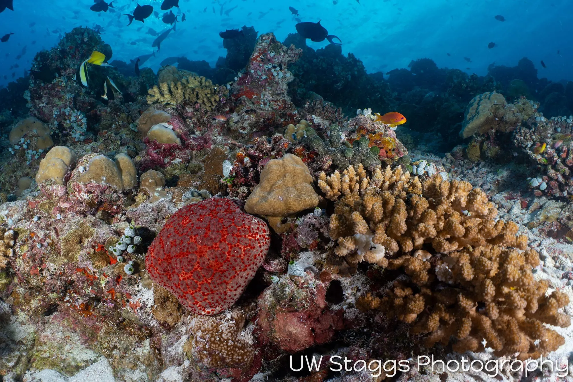 Coral Atoll — Central Atolls, Maldives