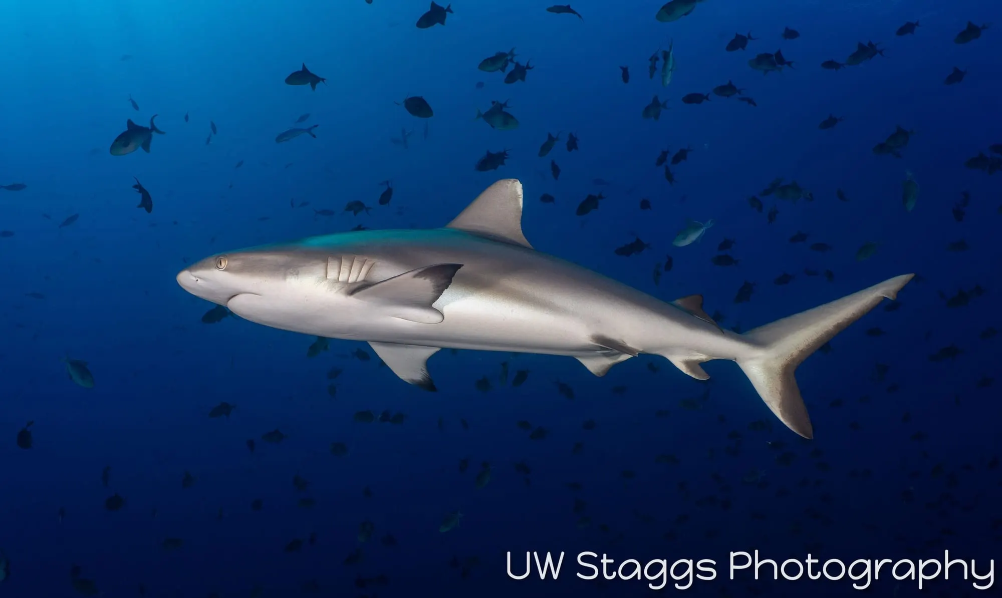 Dogfish Shark — Central Atolls, Maldives