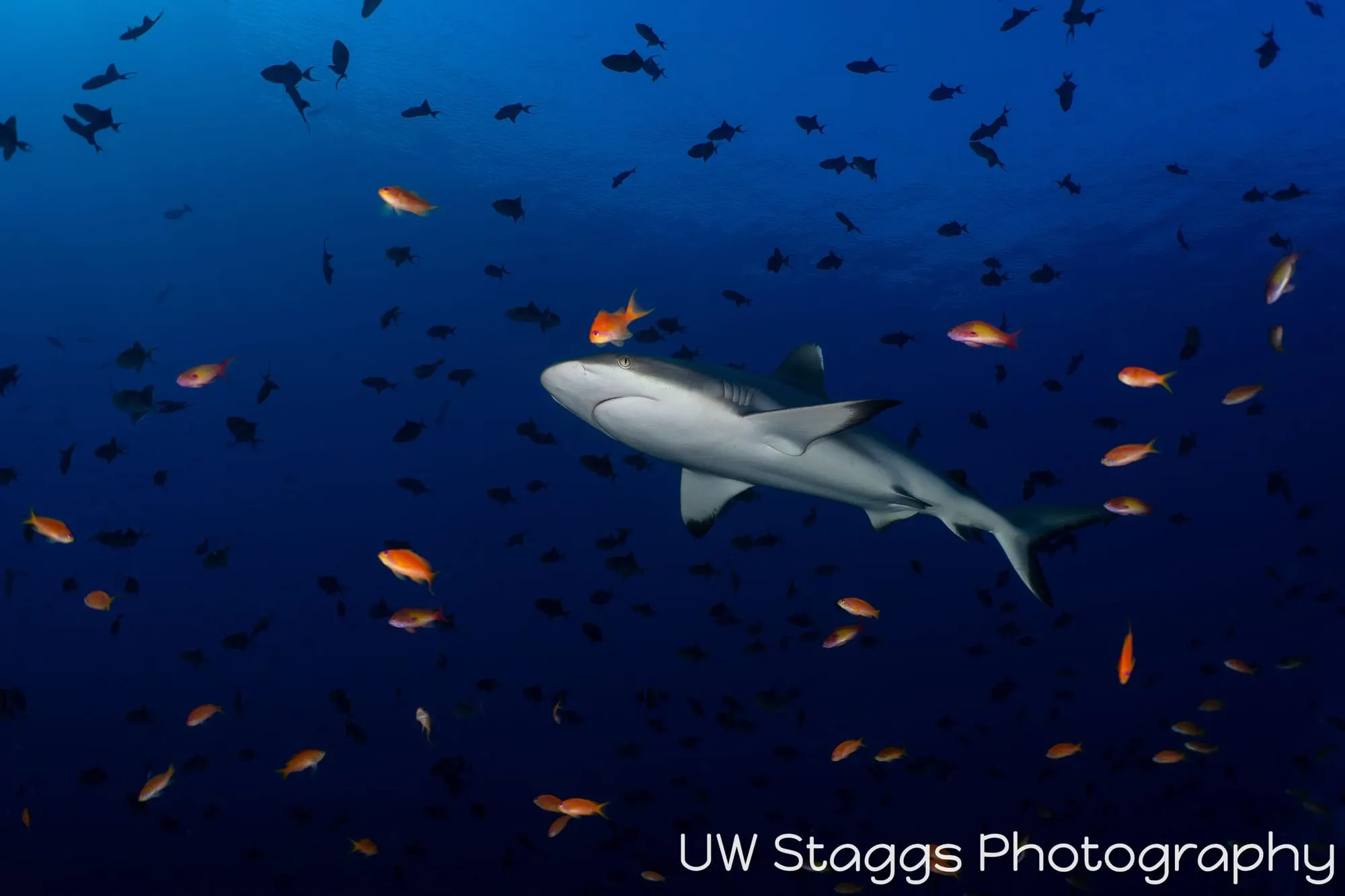 Dogfish Shark — Central Atolls, Maldives