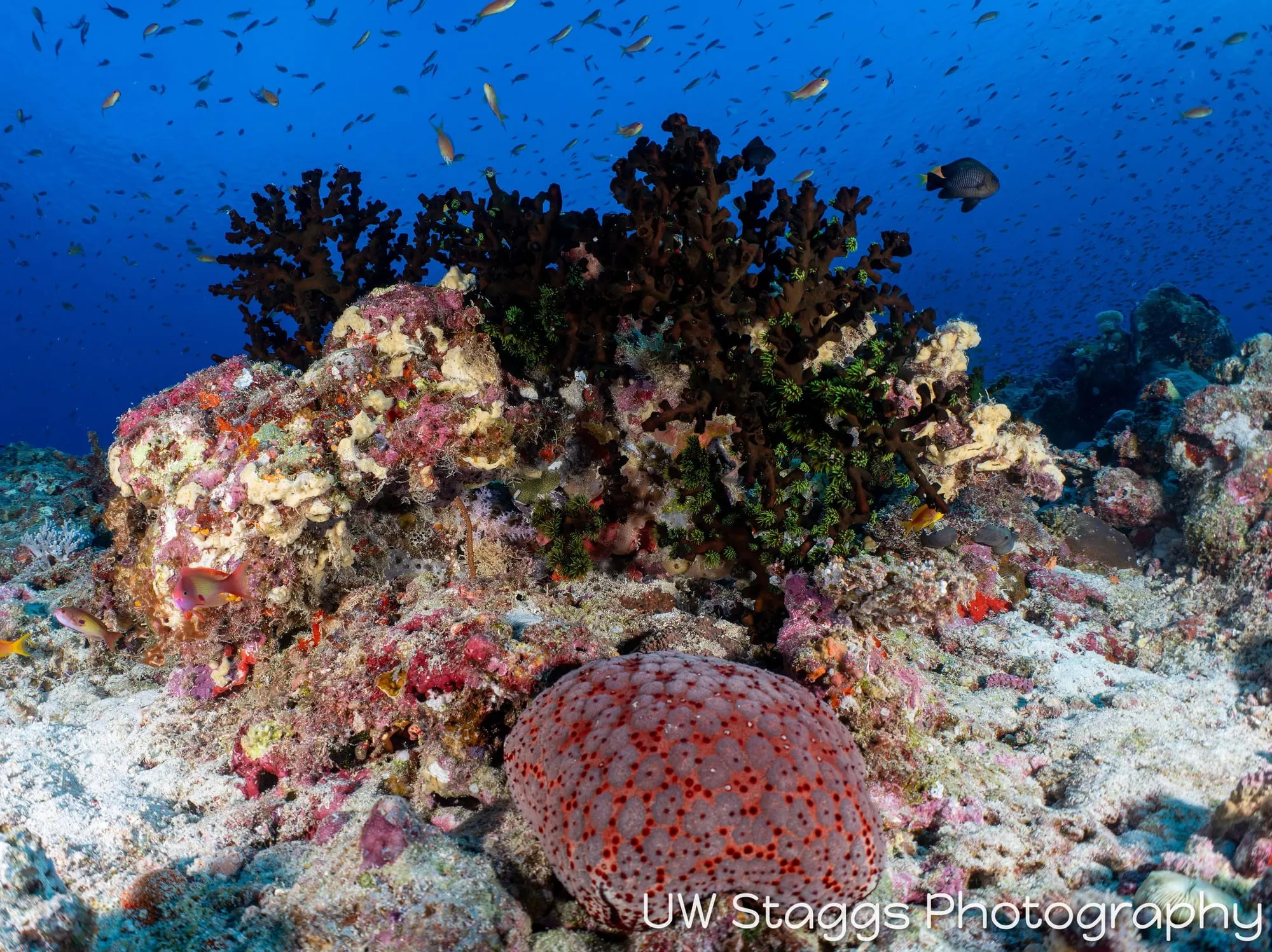 Coral Atoll — Central Atolls, Maldives