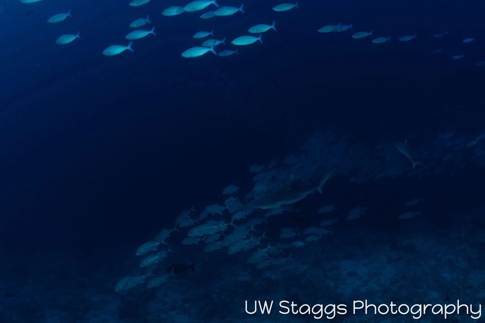 Dogfish Shark — Central Atolls, Maldives