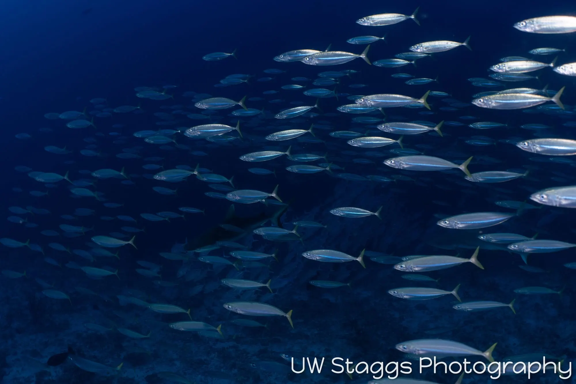 Tuna — Central Atolls, Maldives