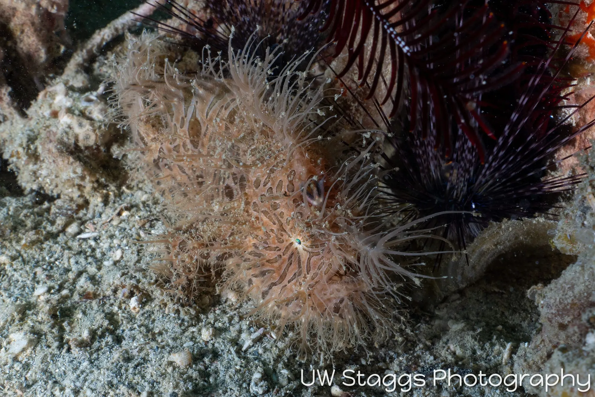 Reef Scene — Puerto Galera, Philippines