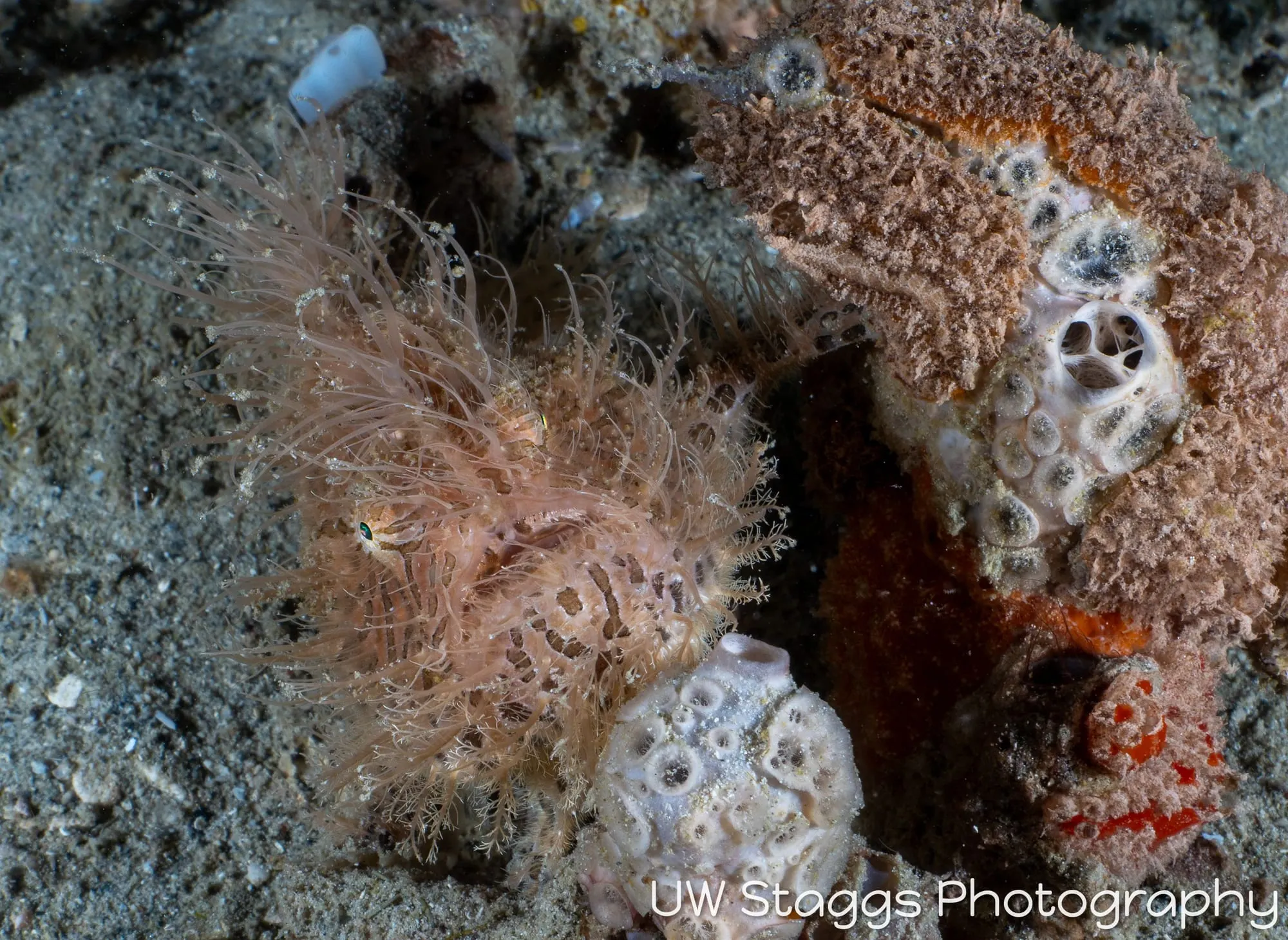 Reef Scene — Puerto Galera, Philippines