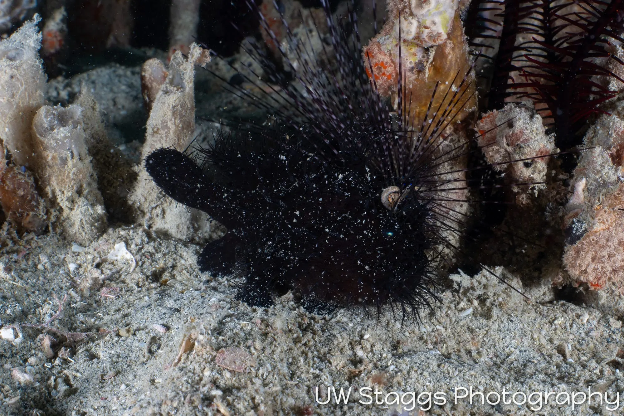 Reef Scene — Puerto Galera, Philippines