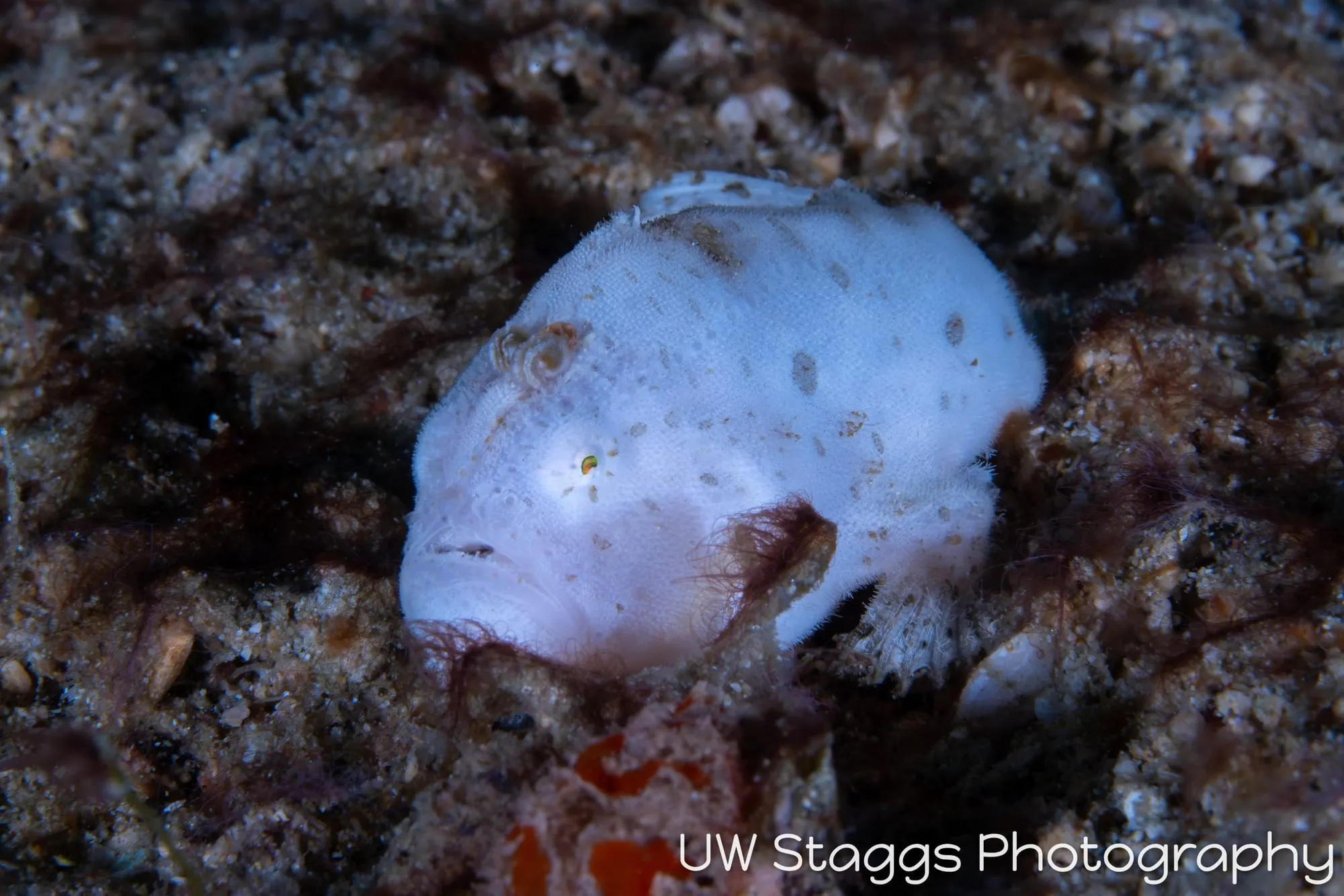 Reef Scene — Puerto Galera, Philippines