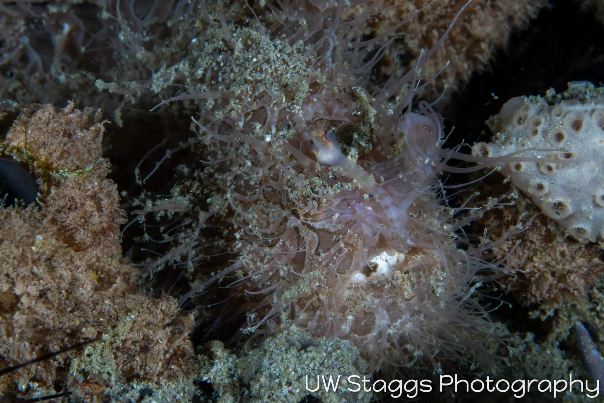 Reef Scene — Puerto Galera, Philippines