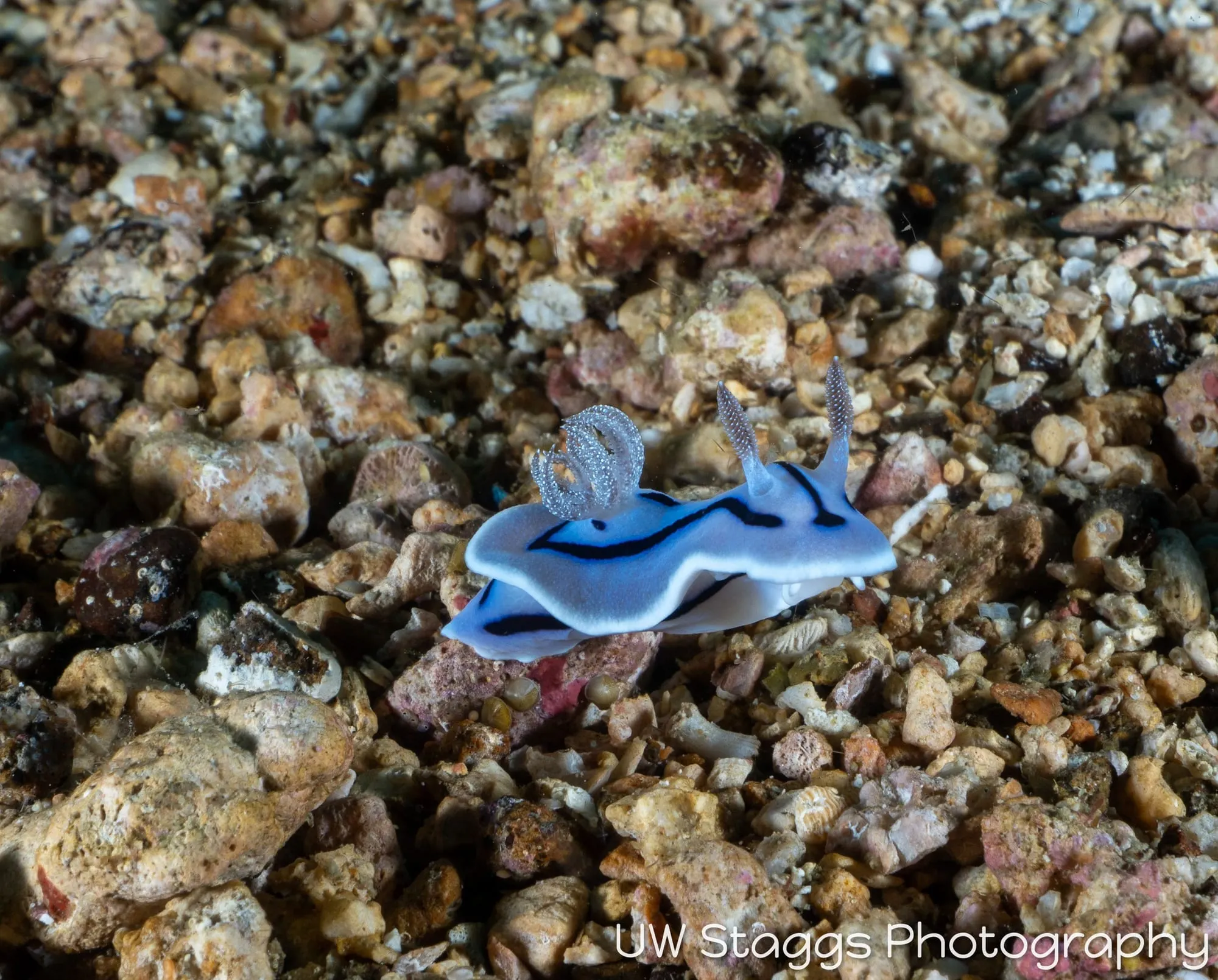 Reef Scene — Puerto Galera, Philippines