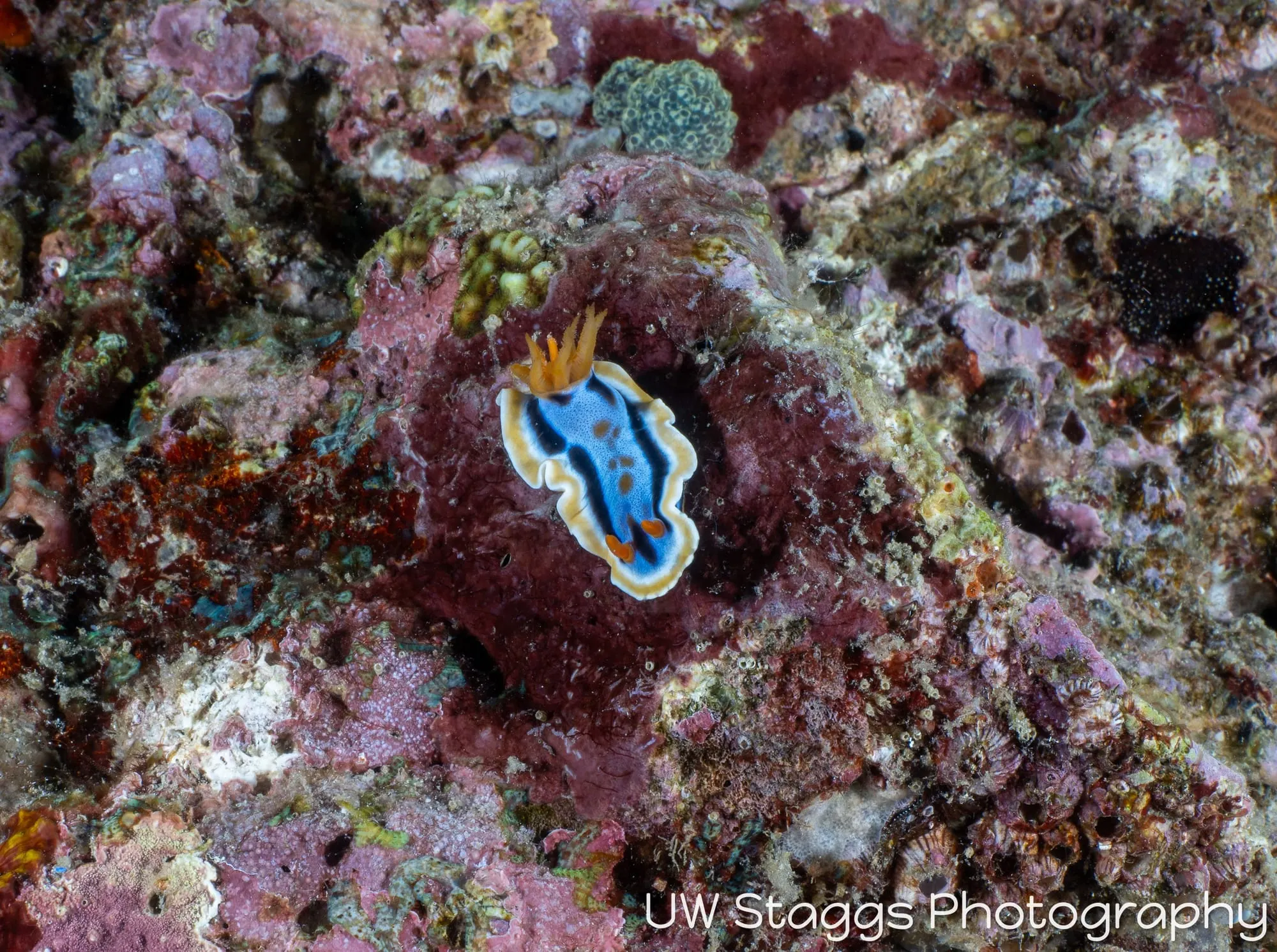 Reef Scene — Puerto Galera, Philippines