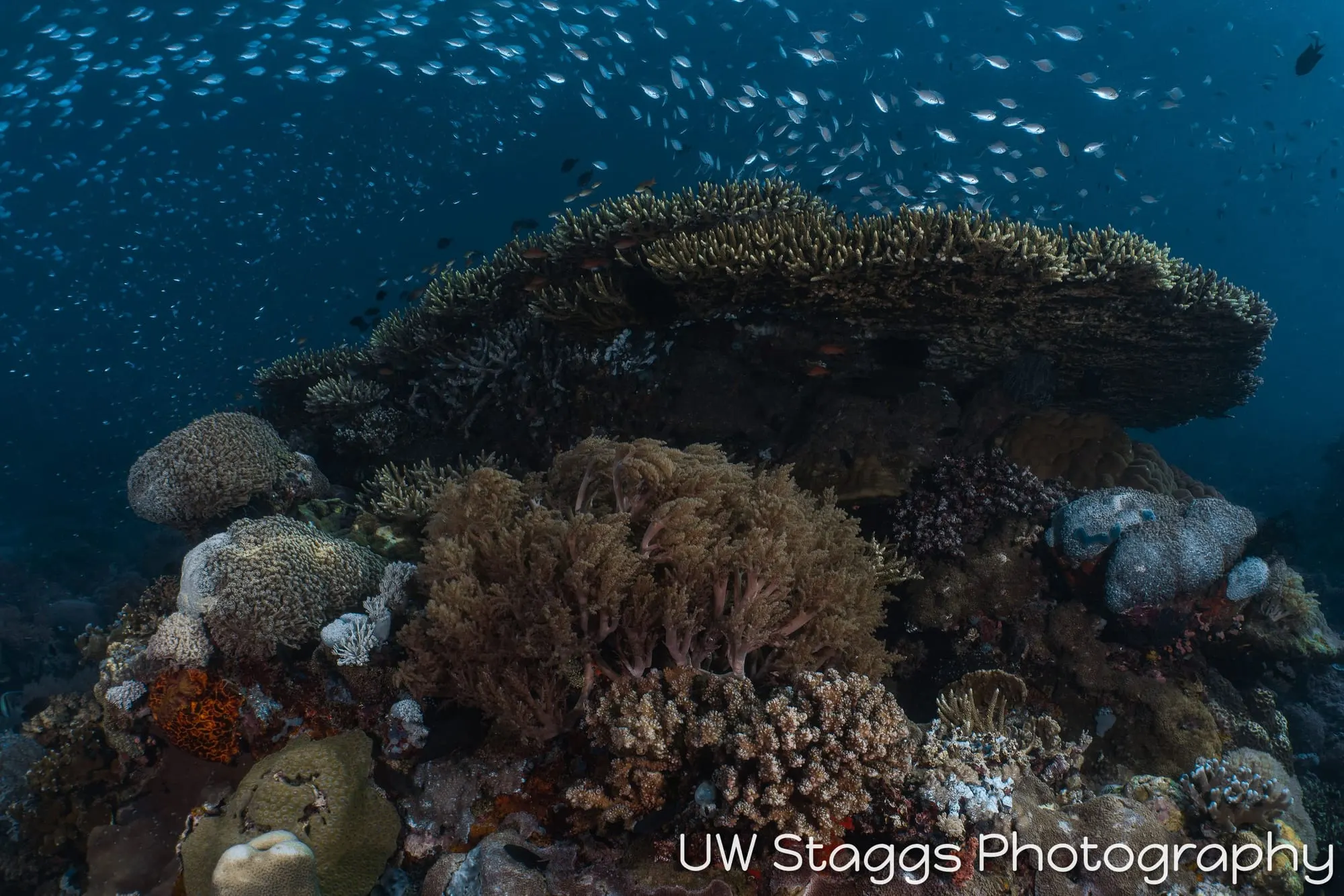 Reef Scene — Puerto Galera, Philippines