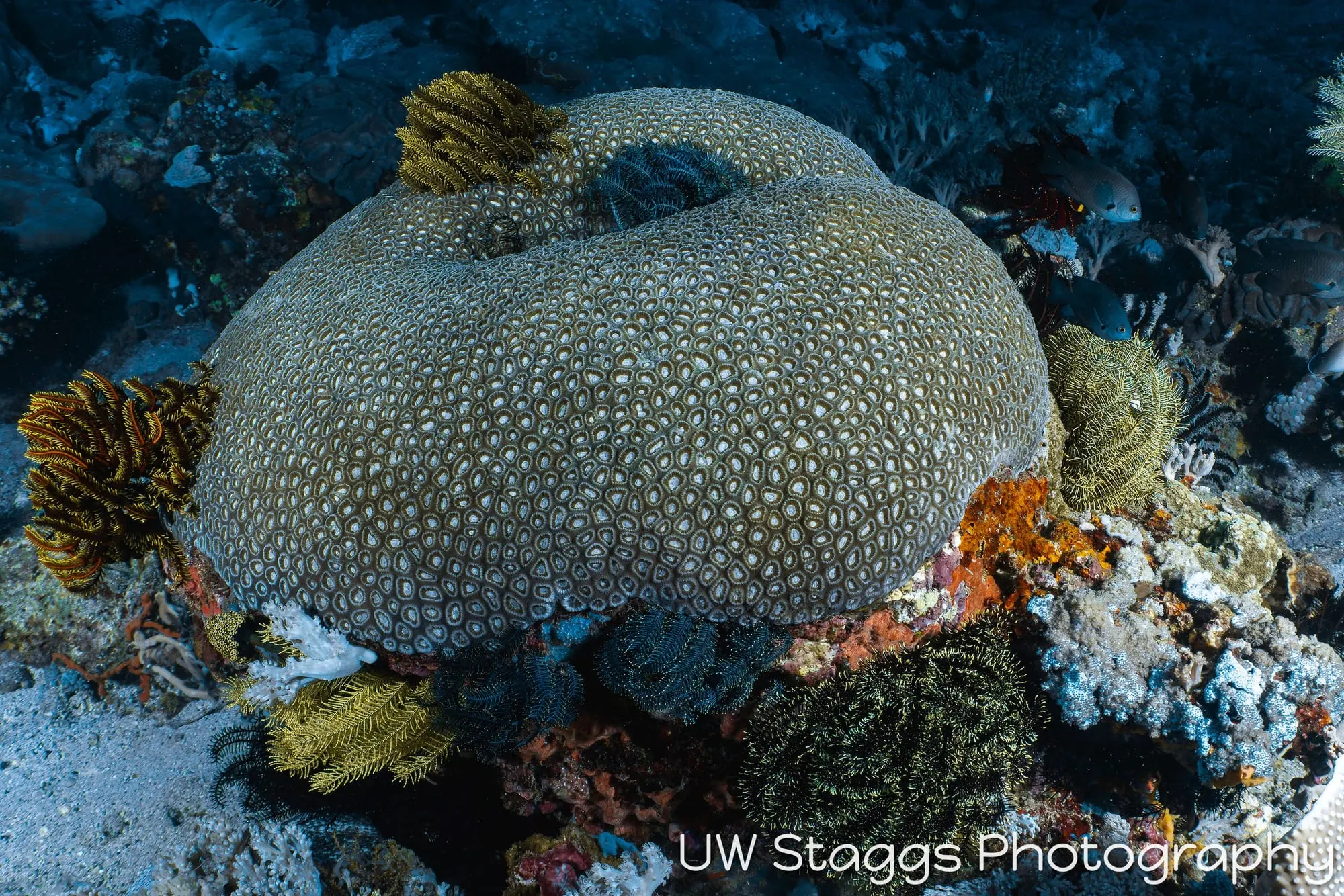 Reef Scene — Puerto Galera, Philippines